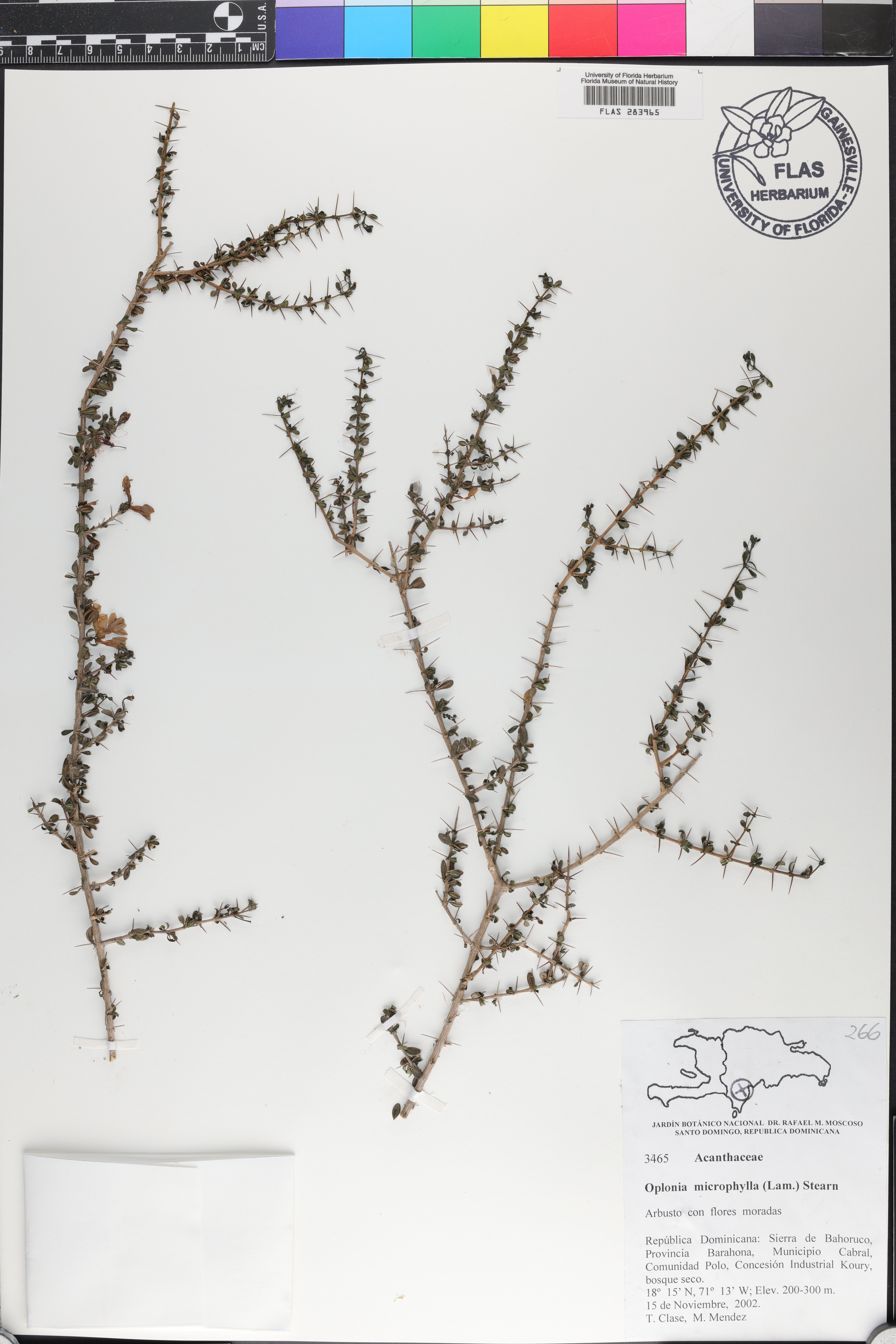 Oplonia microphylla image