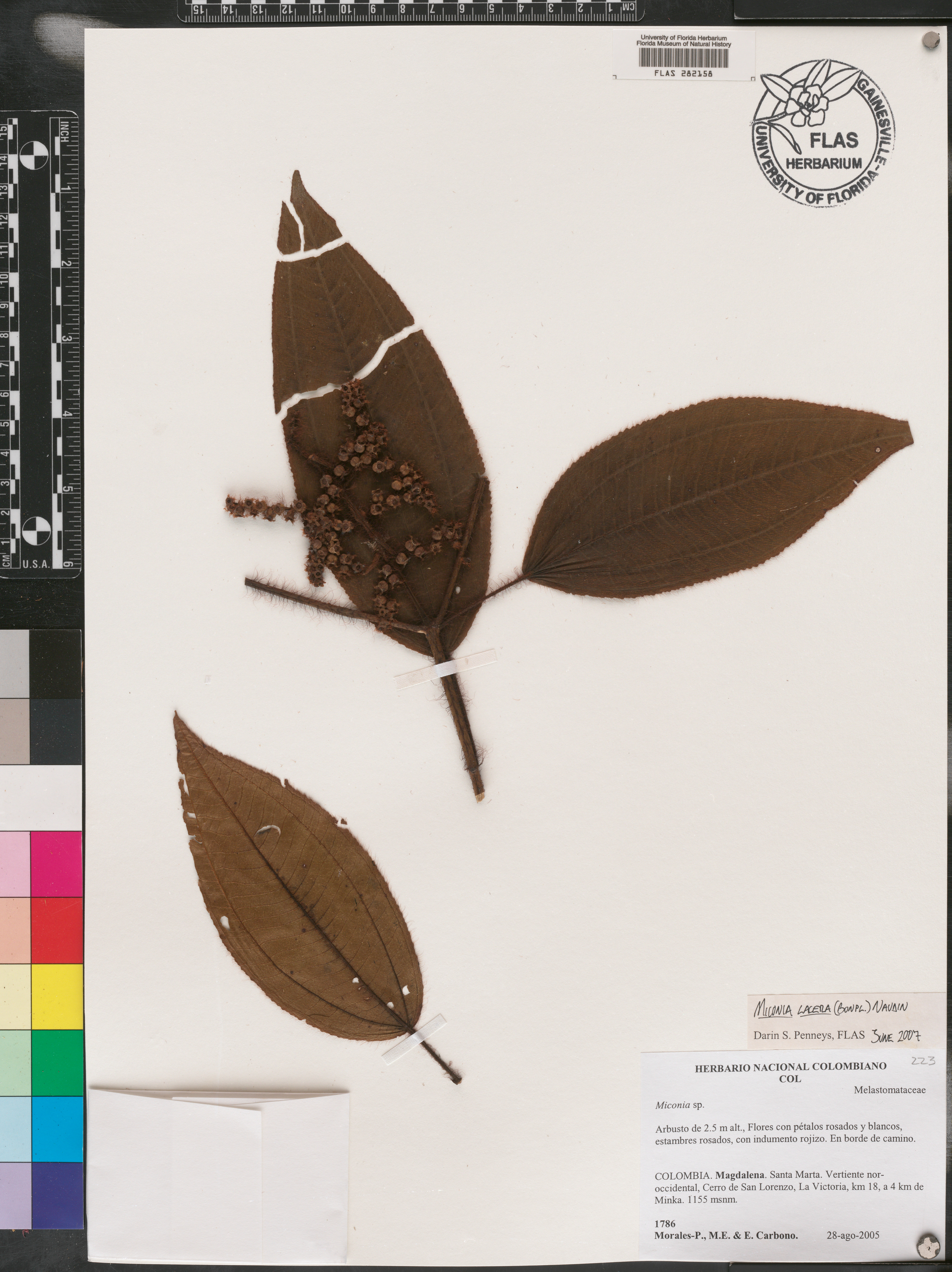 Miconia lacera image