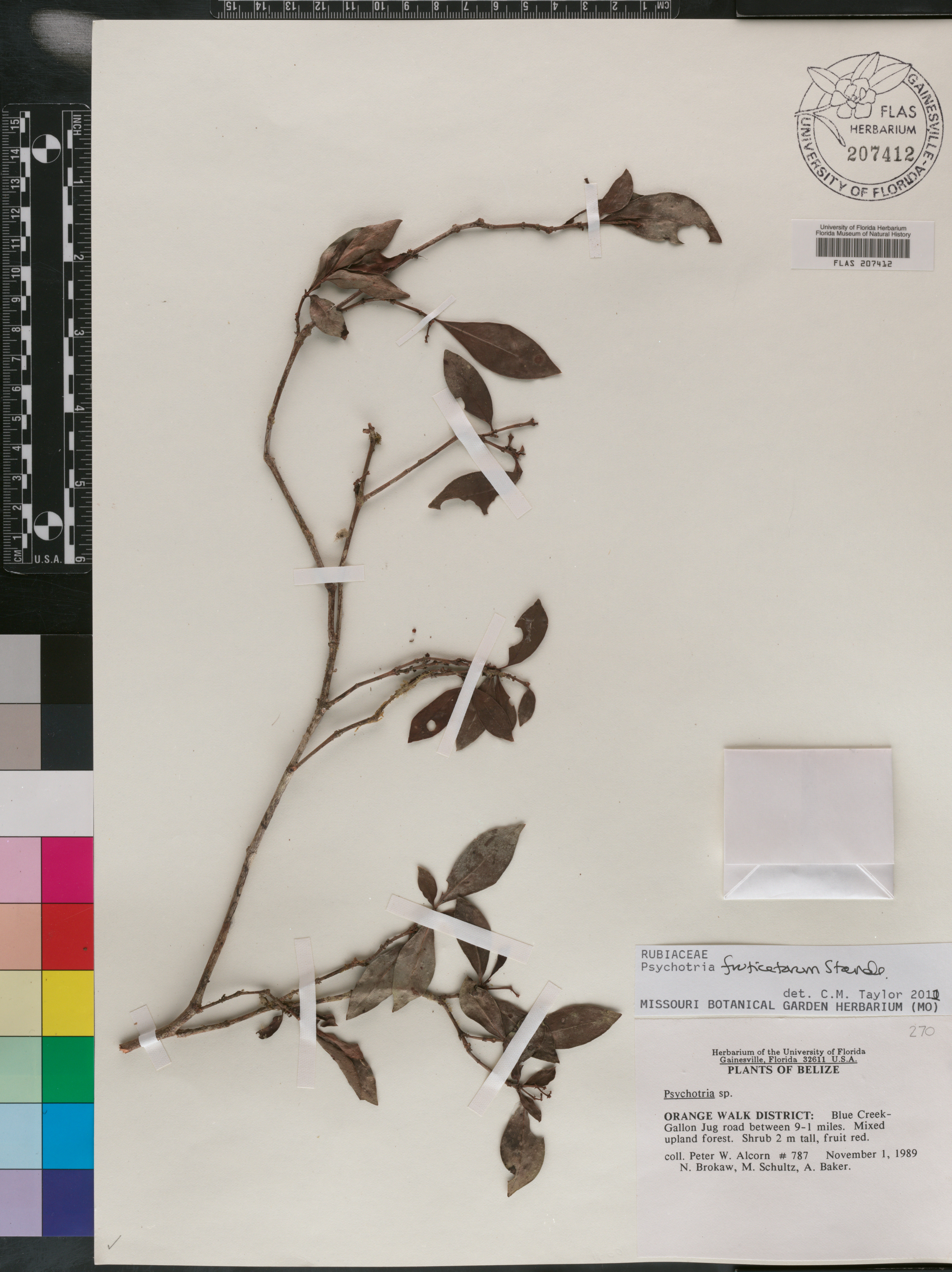 Psychotria fruticetorum image