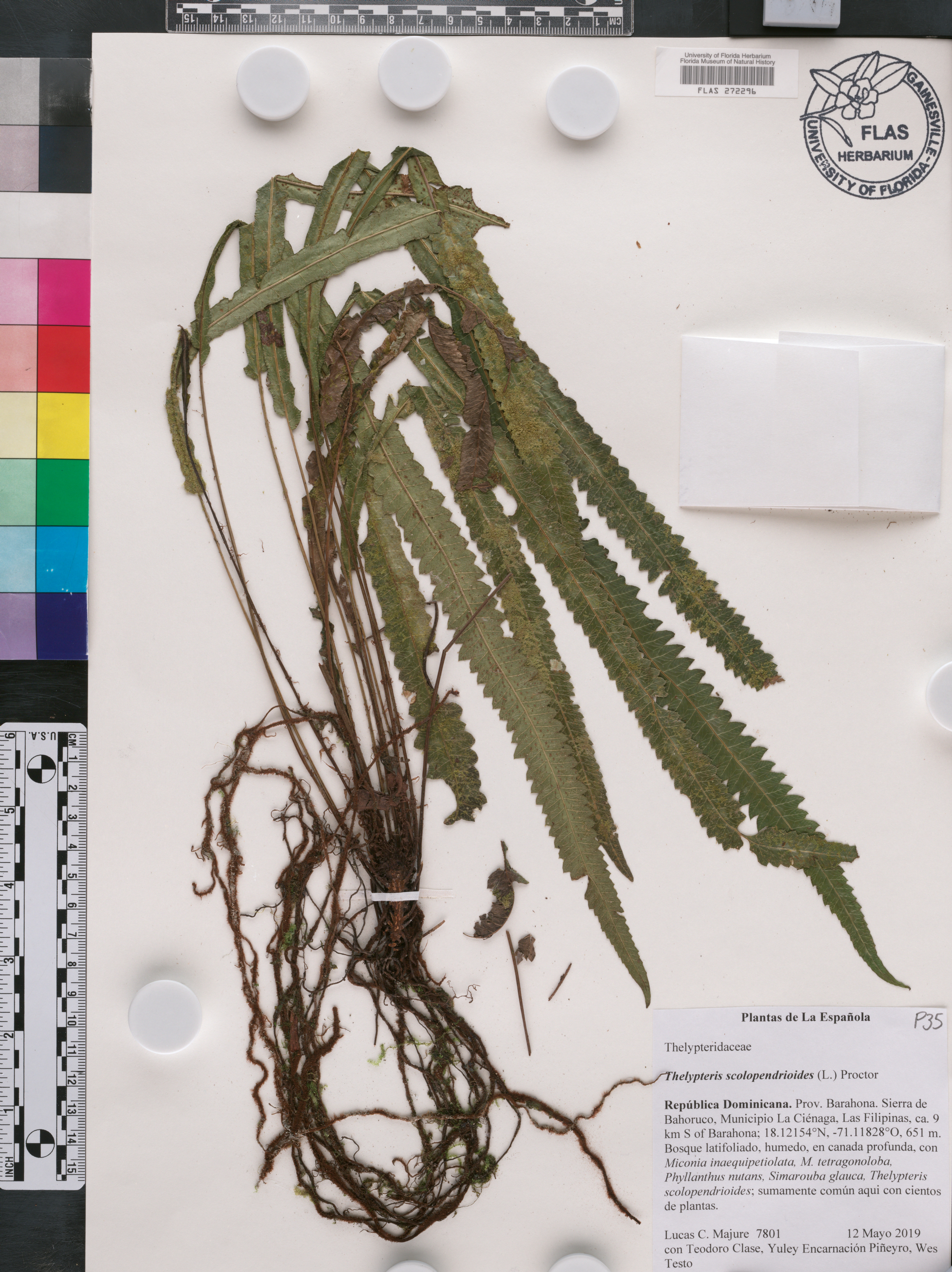 Goniopteris scolopendrioides image
