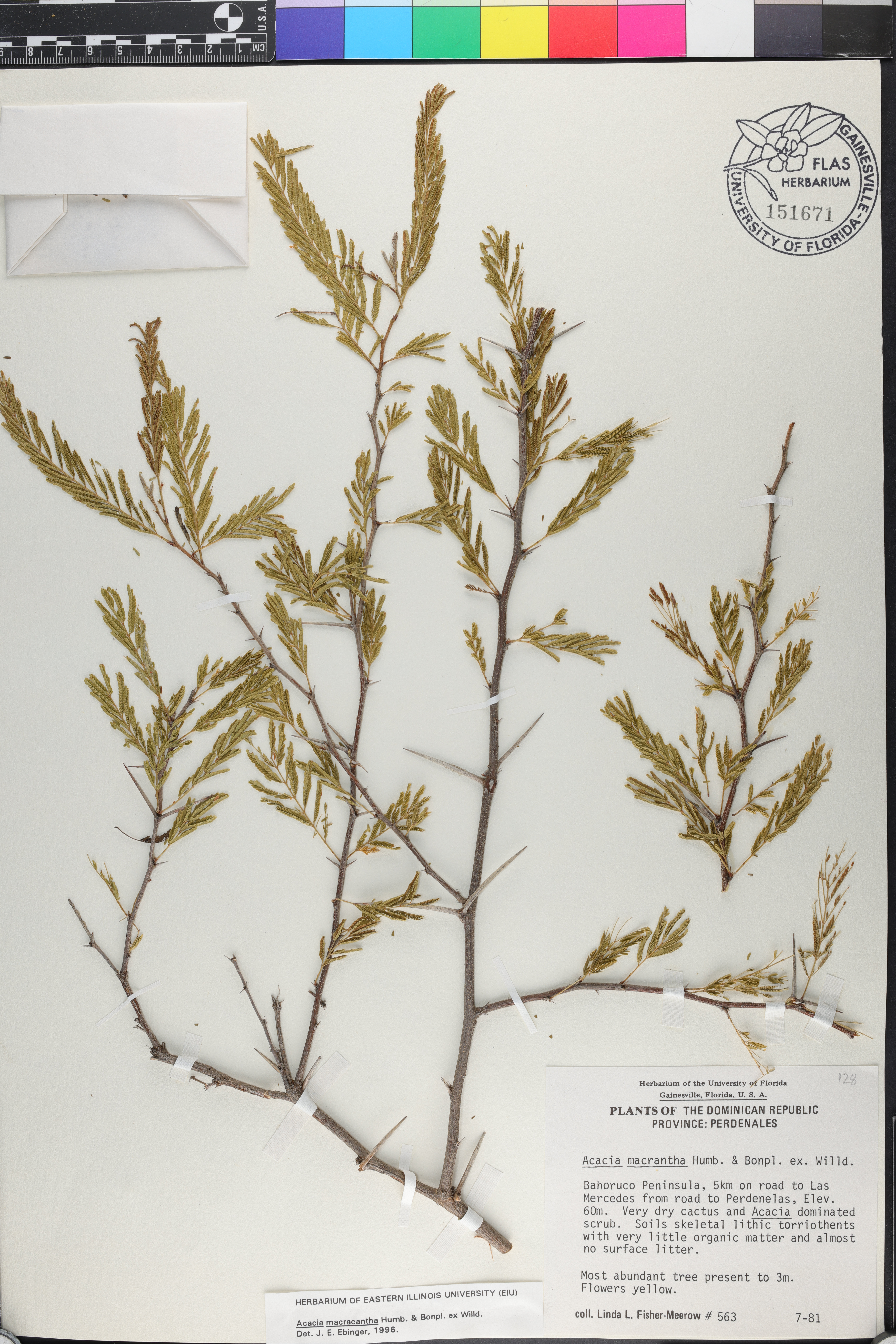 Acacia macracantha image