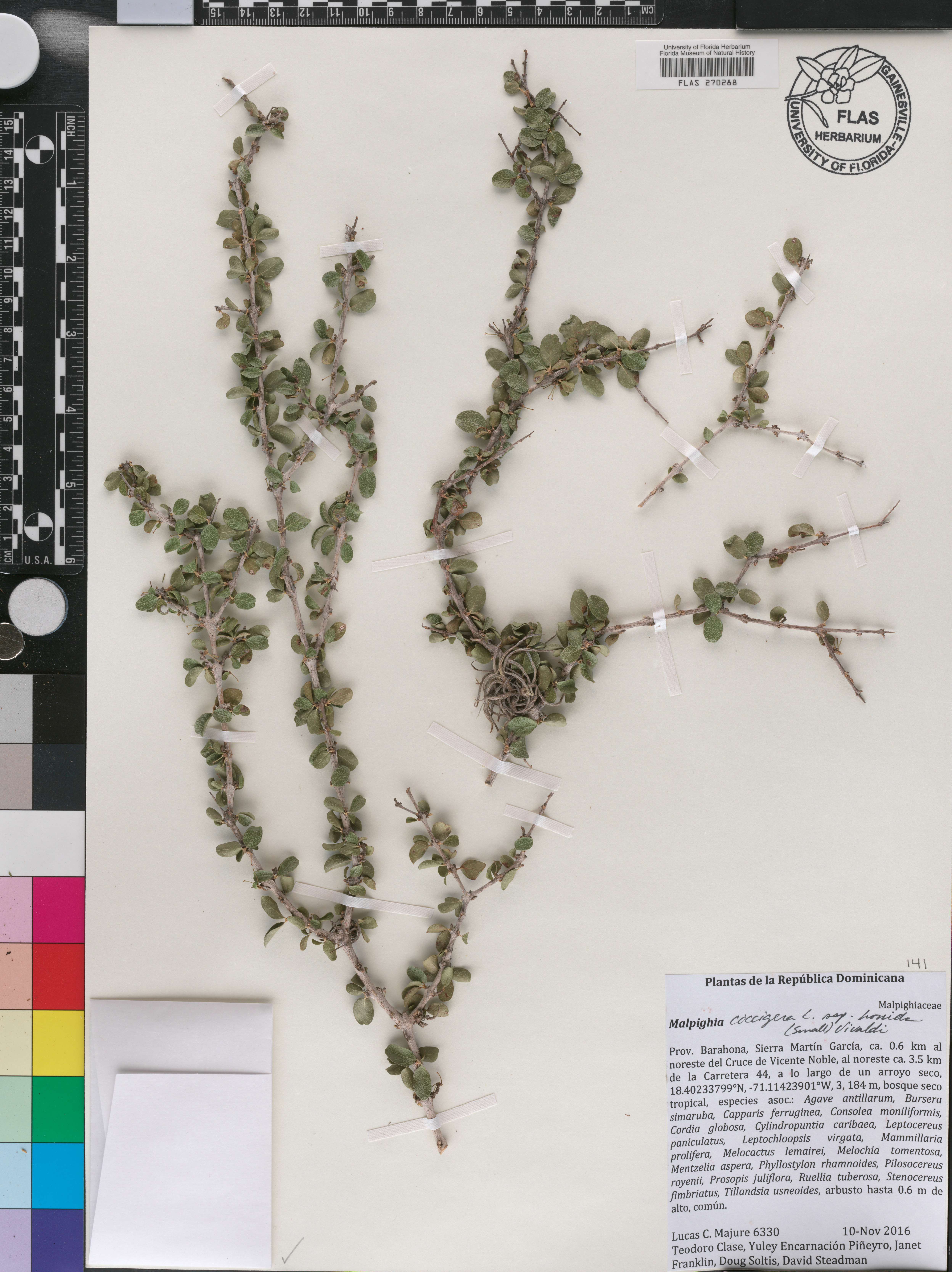 Malpighia coccigera subsp. horrida image