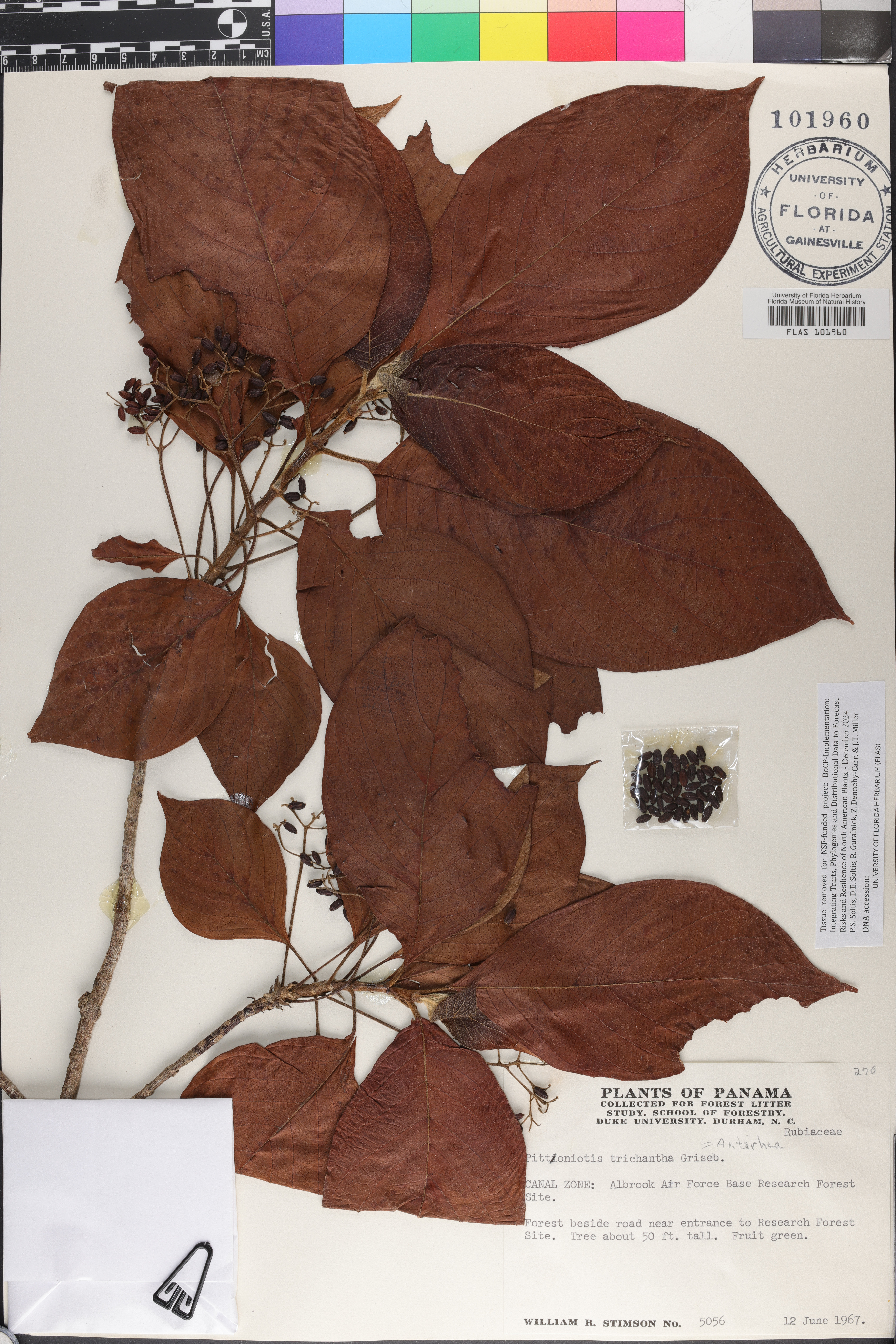 Pittoniotis trichantha image