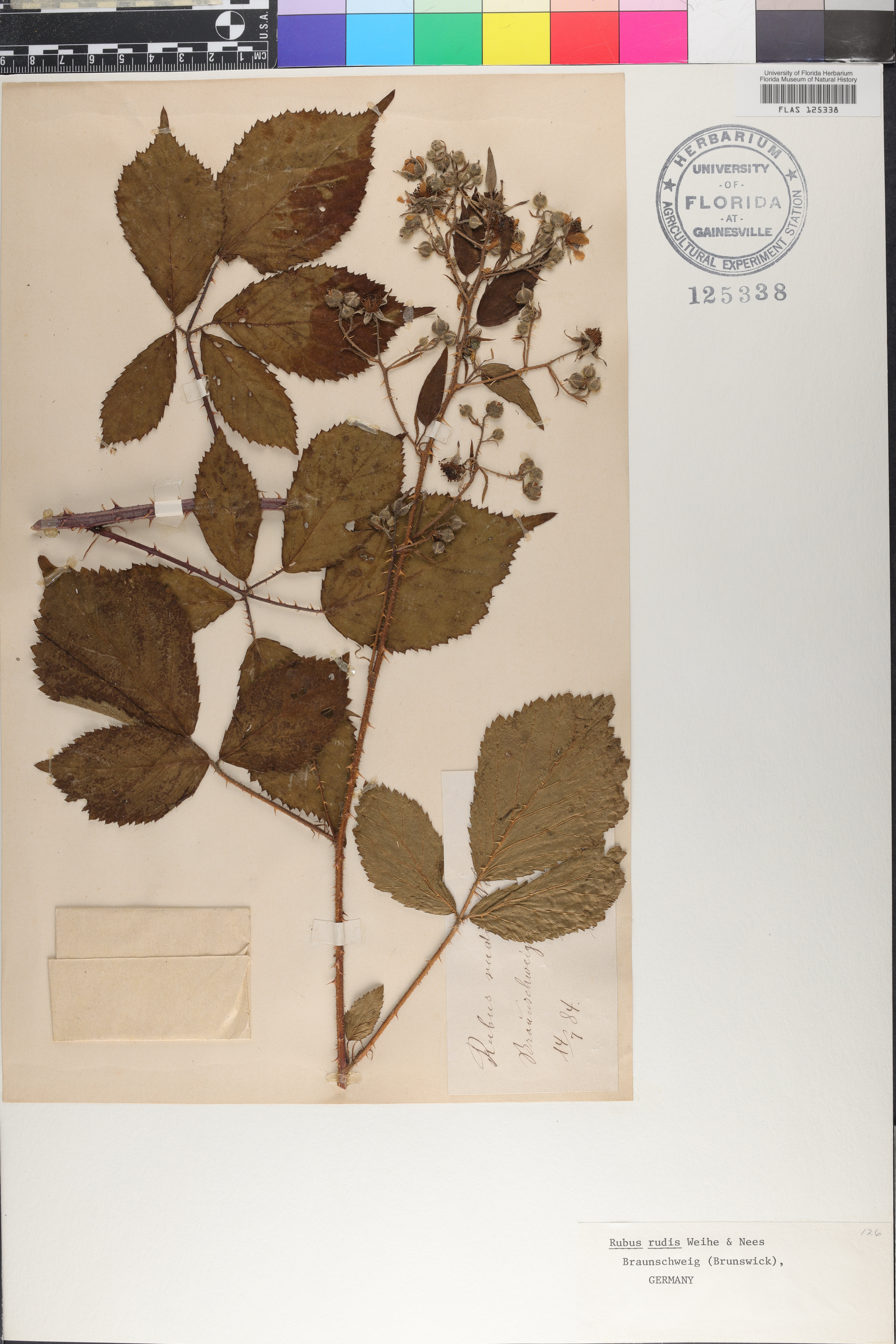 Rubus rudis