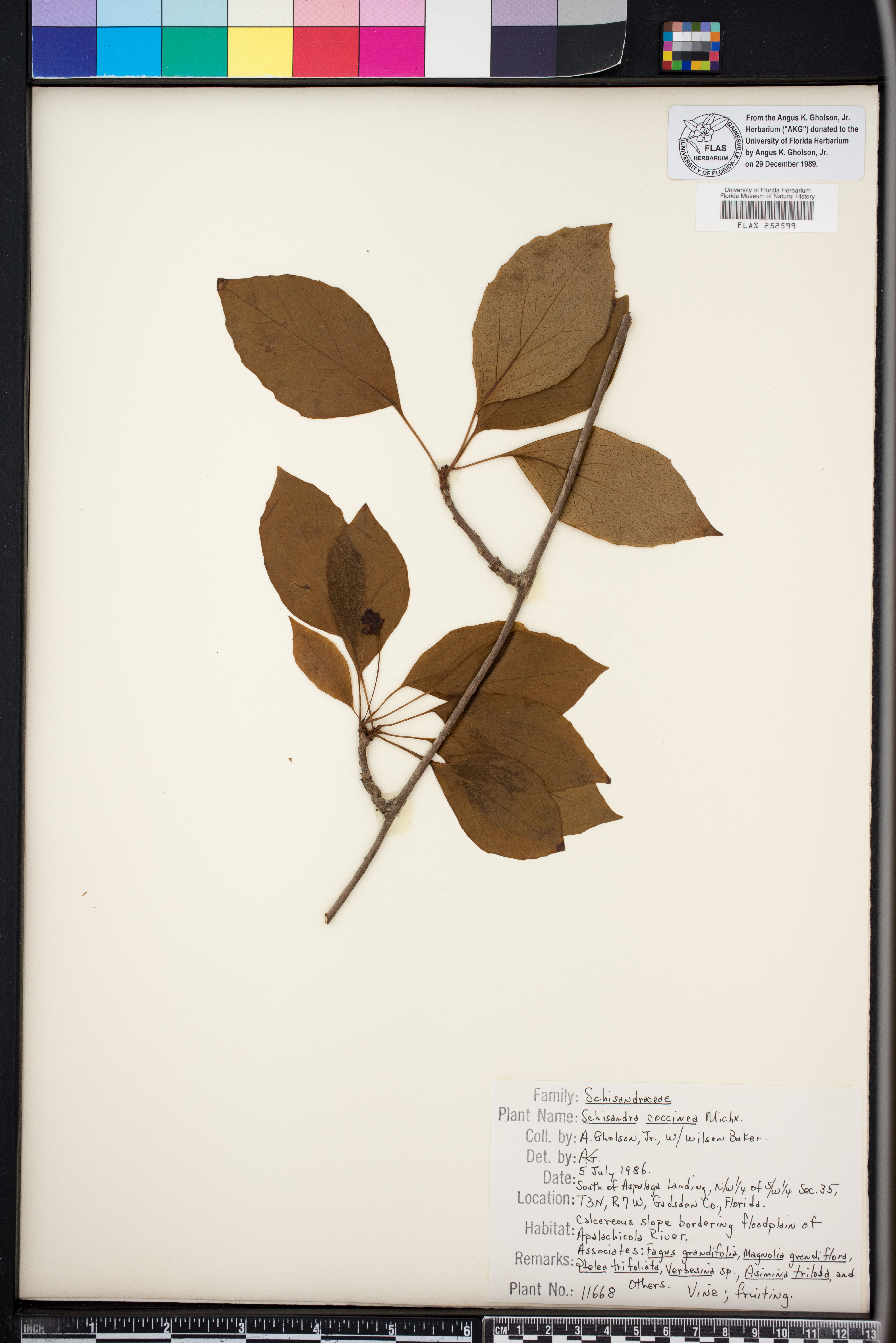 Schisandra coccinea image