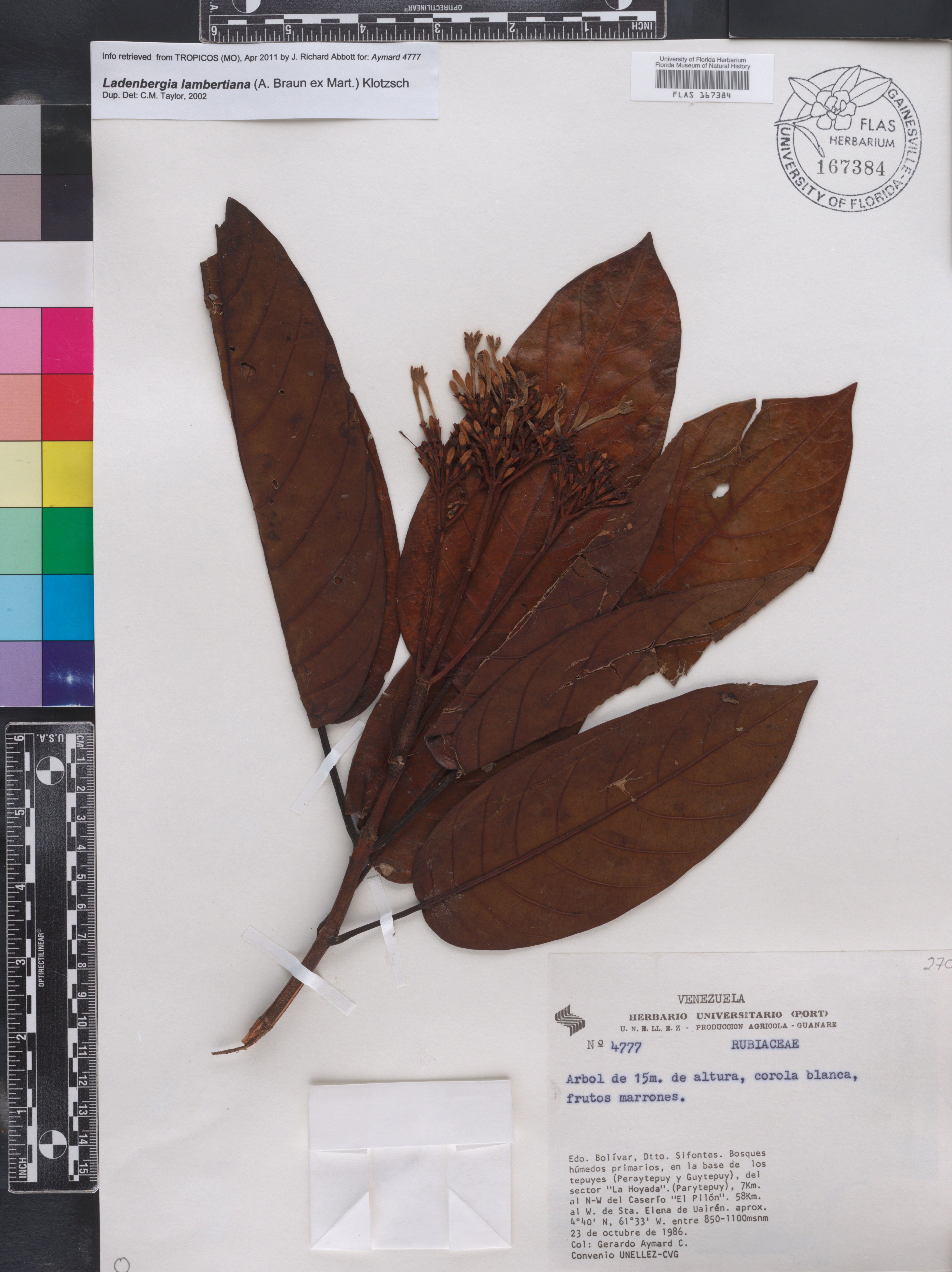 Ladenbergia lambertiana image
