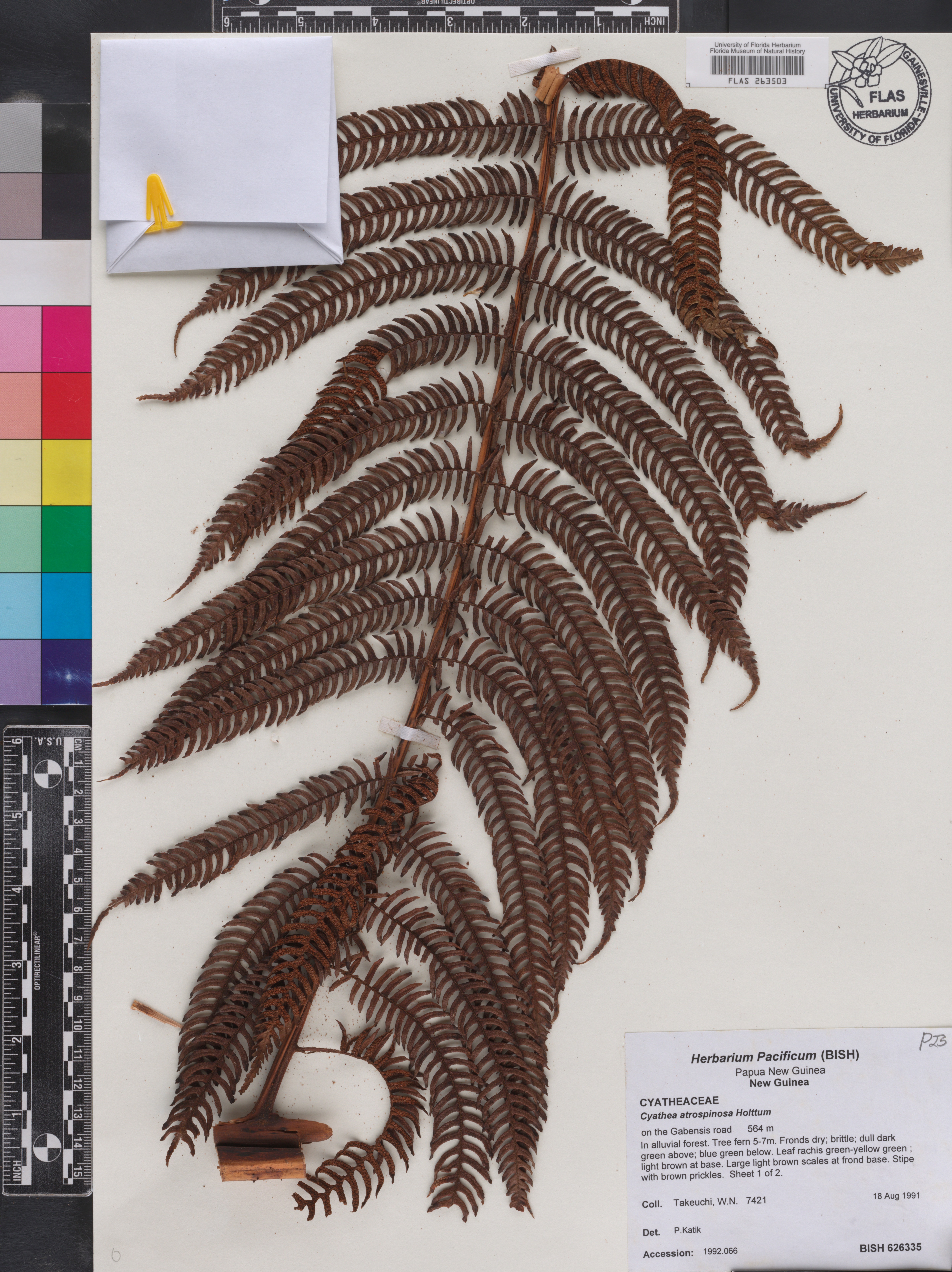 Cyathea atrospinosa image
