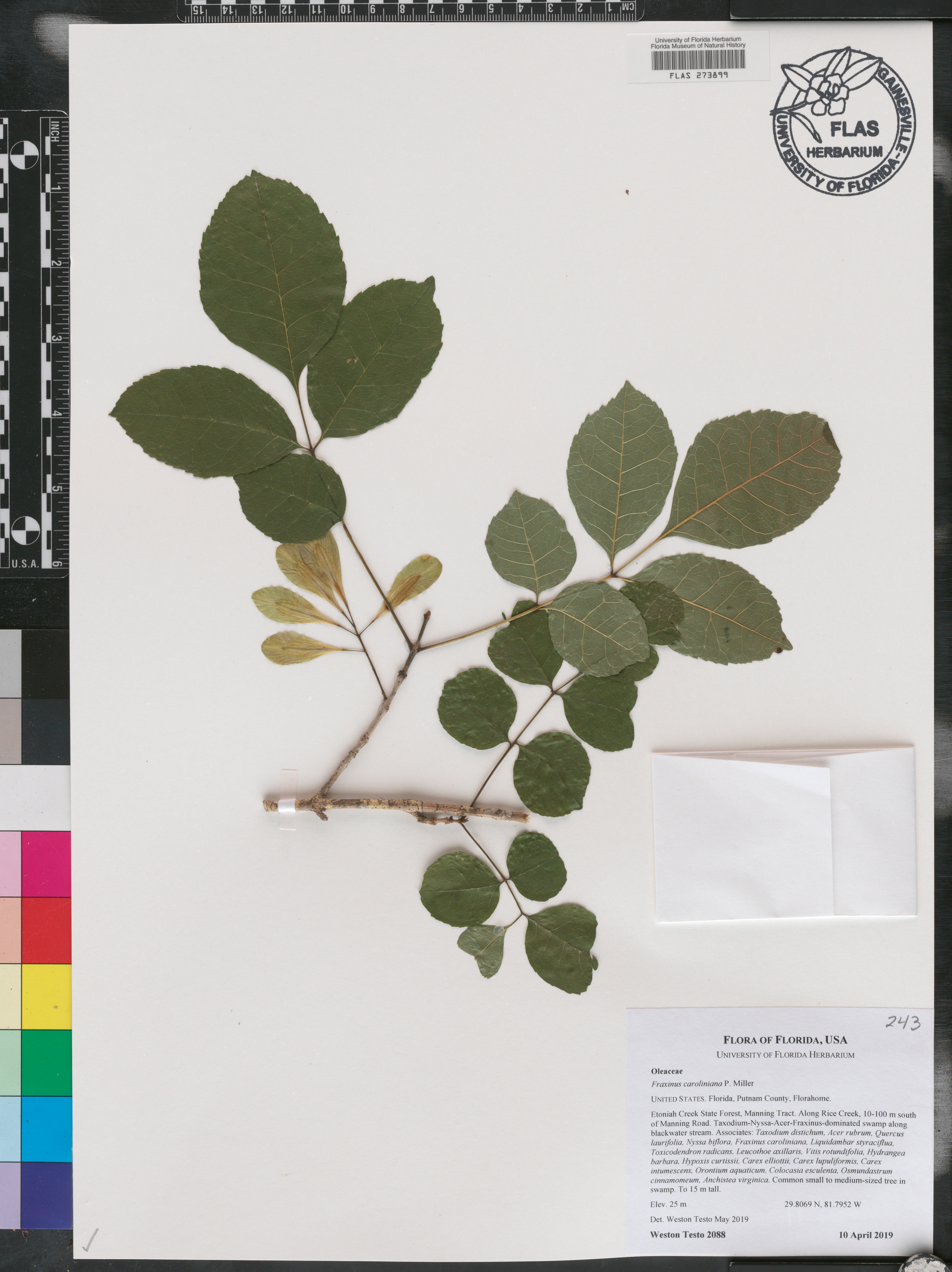 Fraxinus caroliniana image