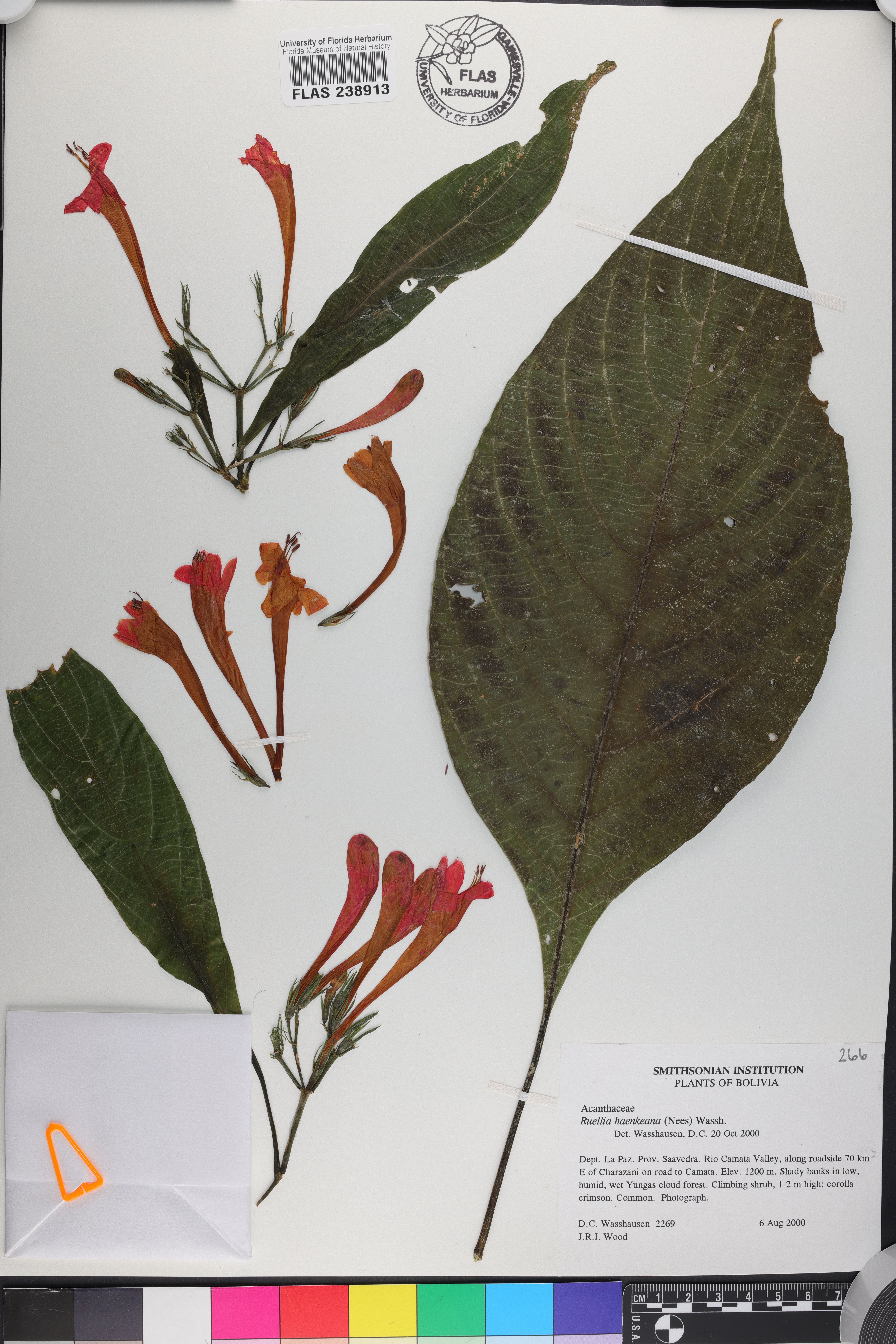 Ruellia haenkeana image