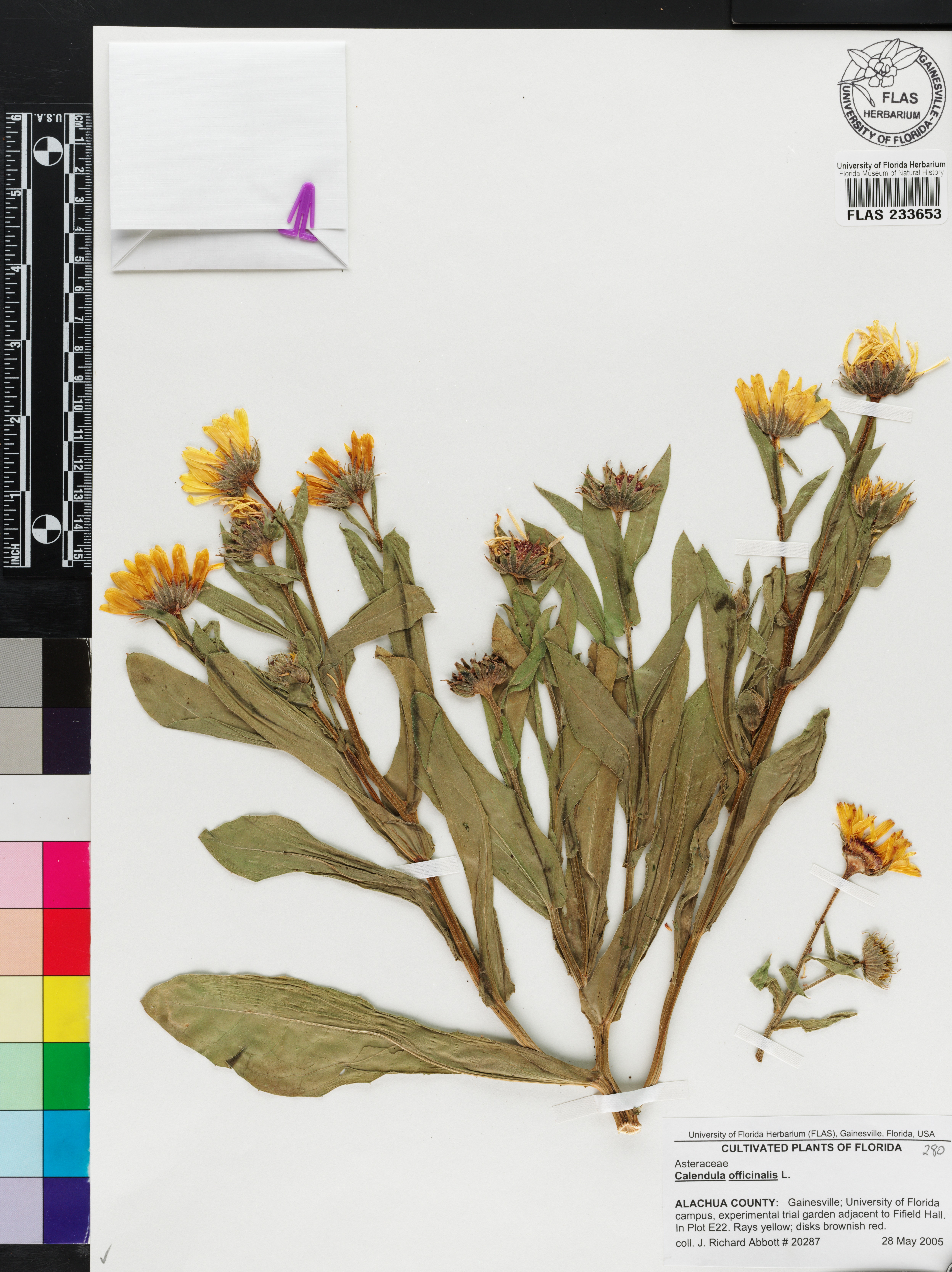 Calendula officinalis image