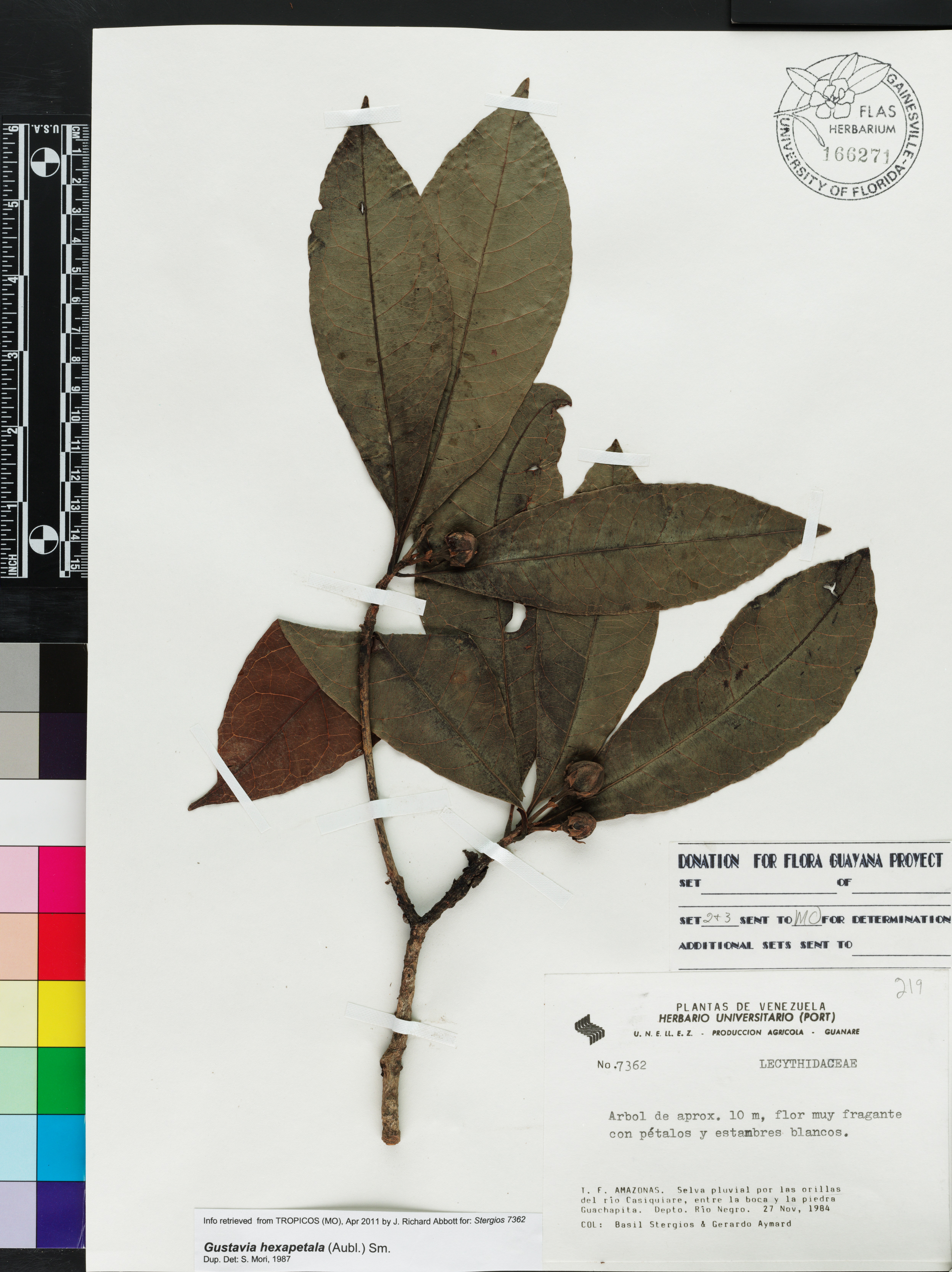 Gustavia hexapetala