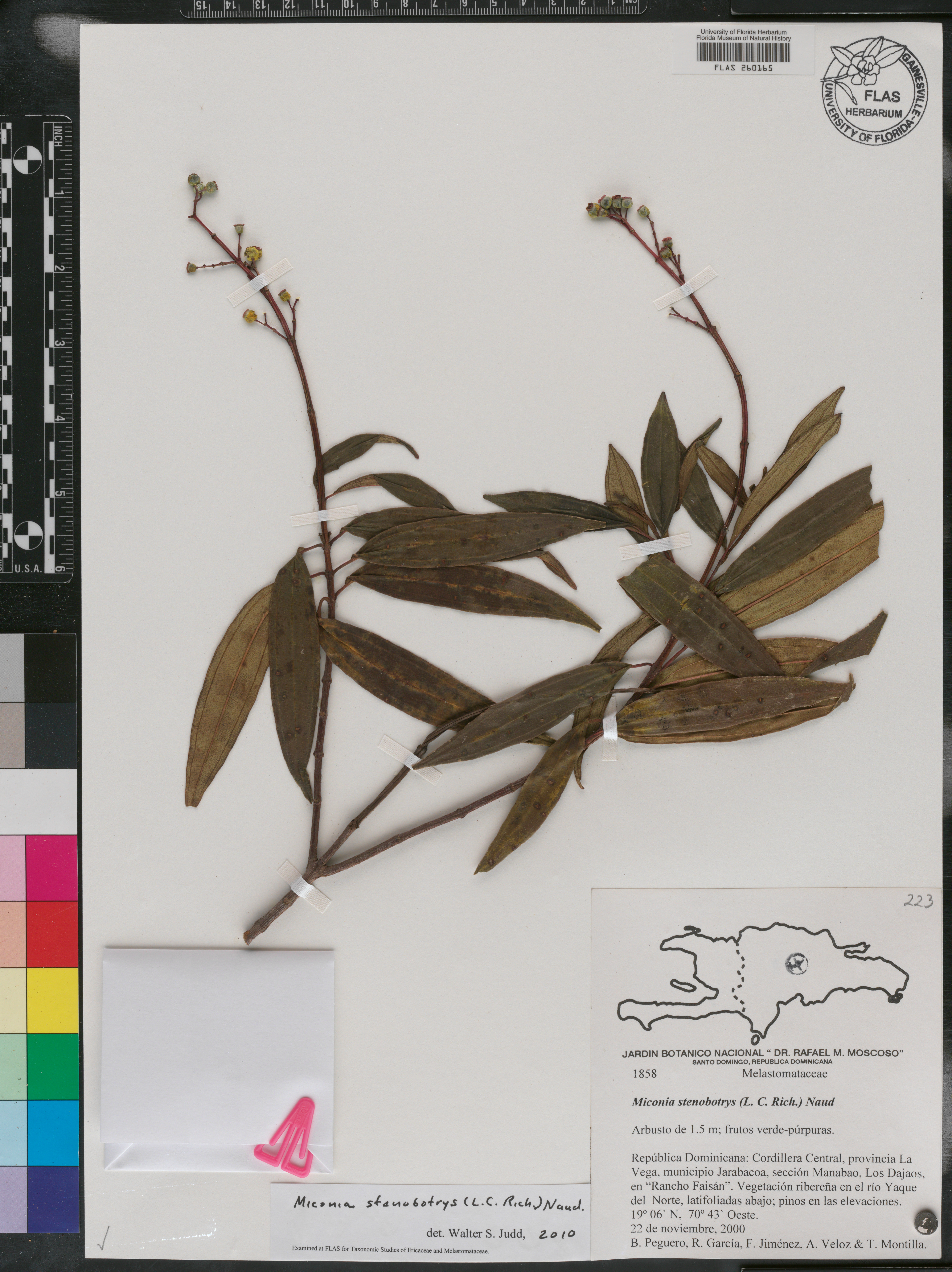 Acinodendron stenobotryum image