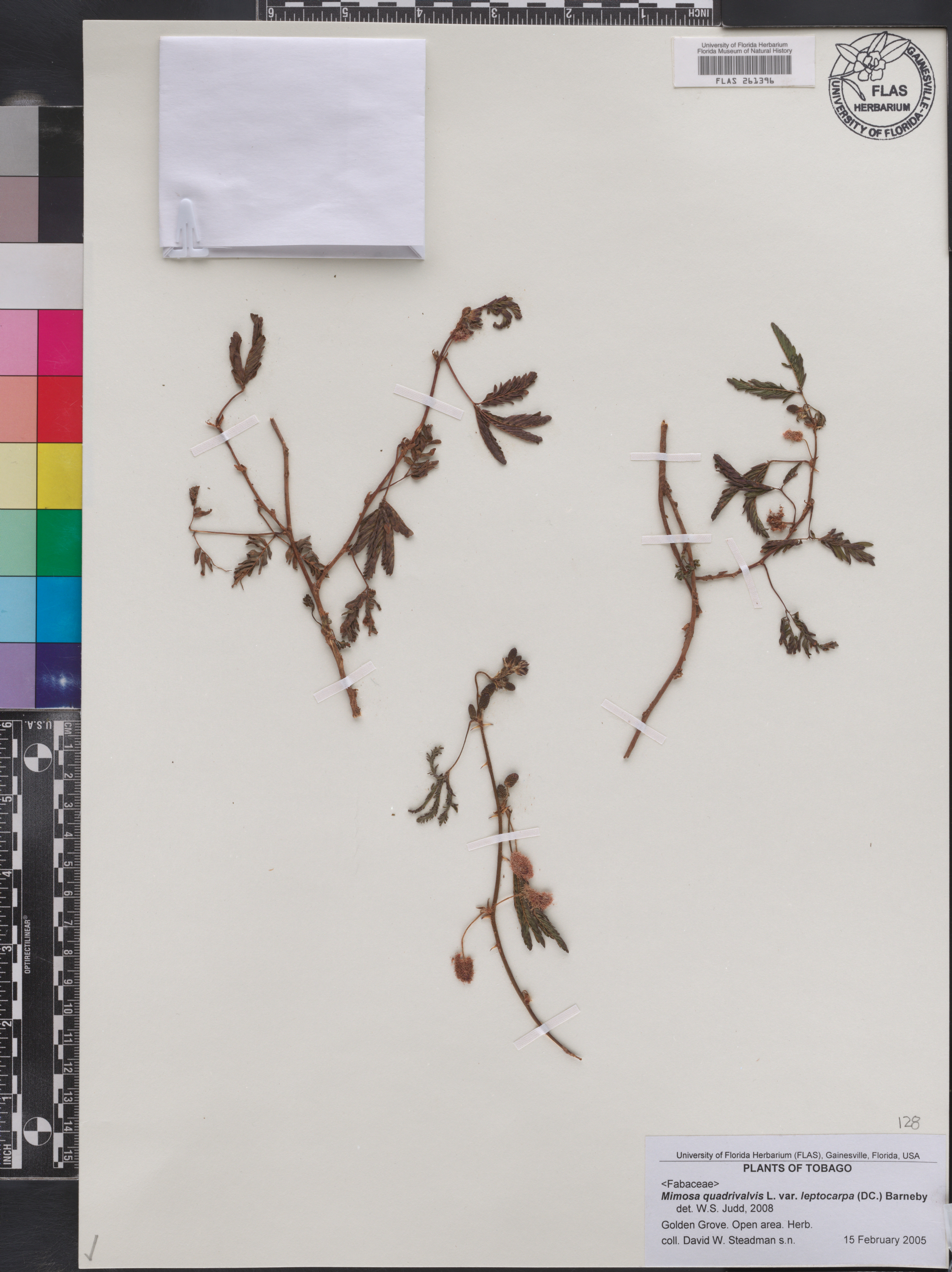 Mimosa quadrivalvis var. leptocarpa image