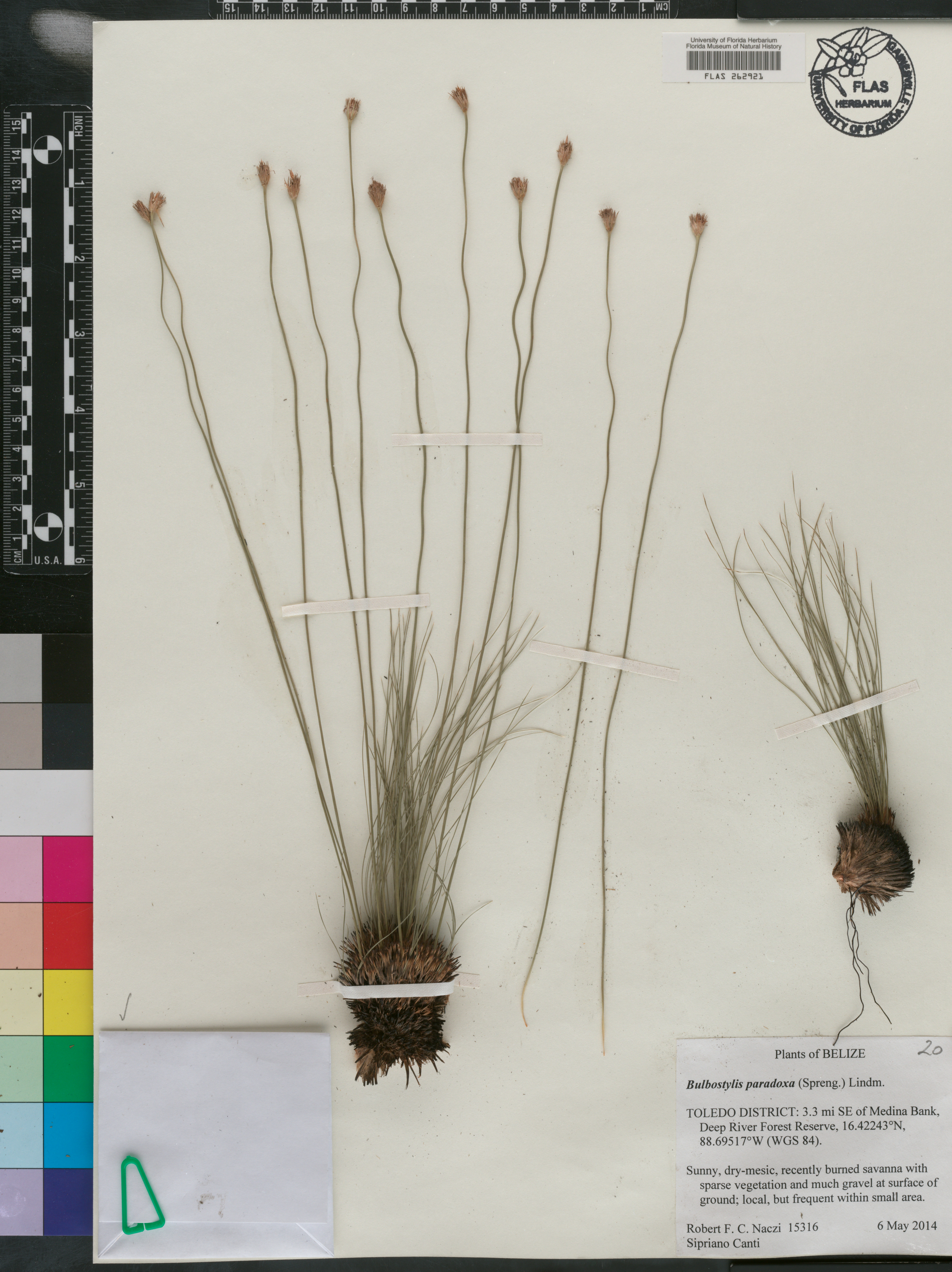 Bulbostylis paradoxa image