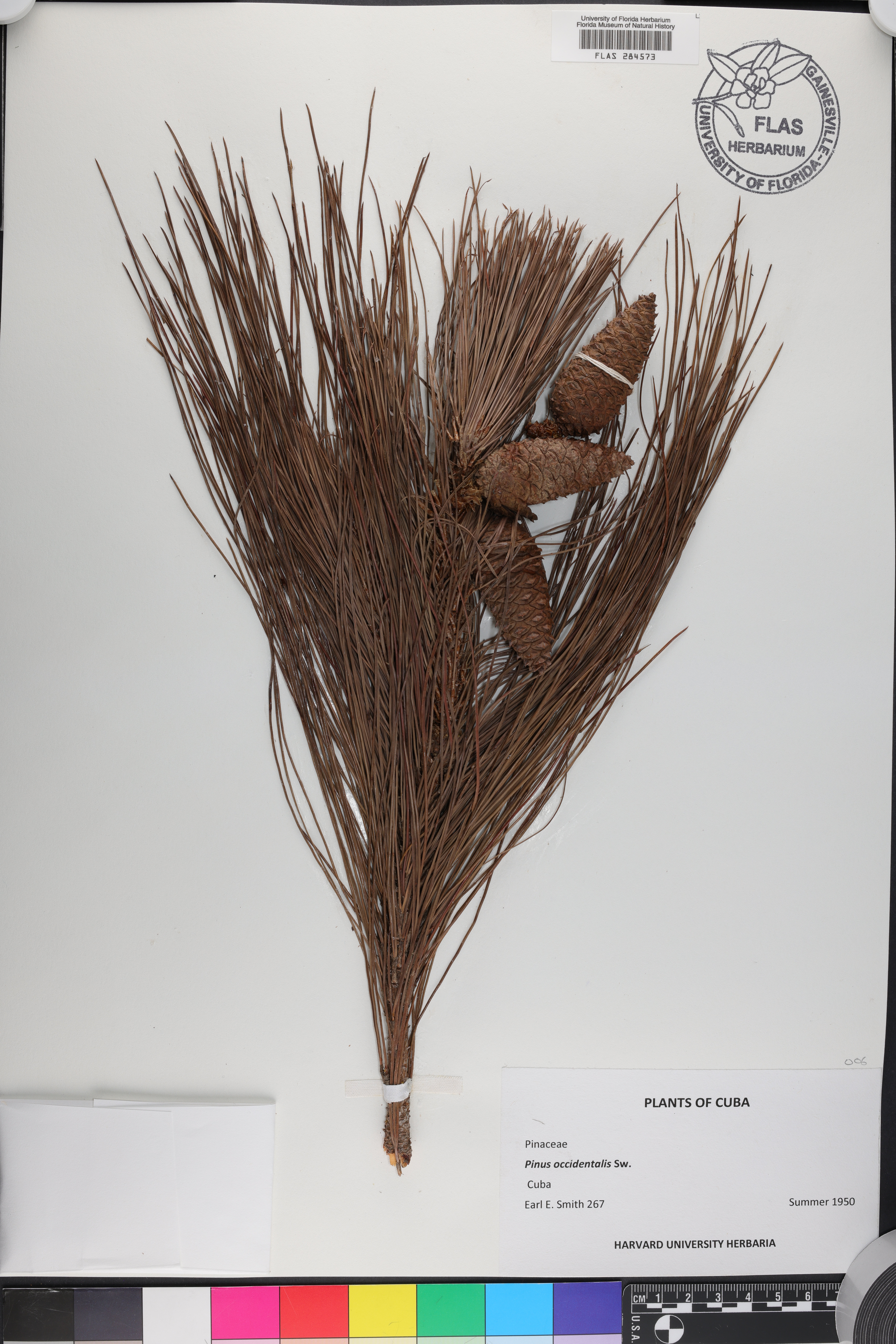 Pinus occidentalis image