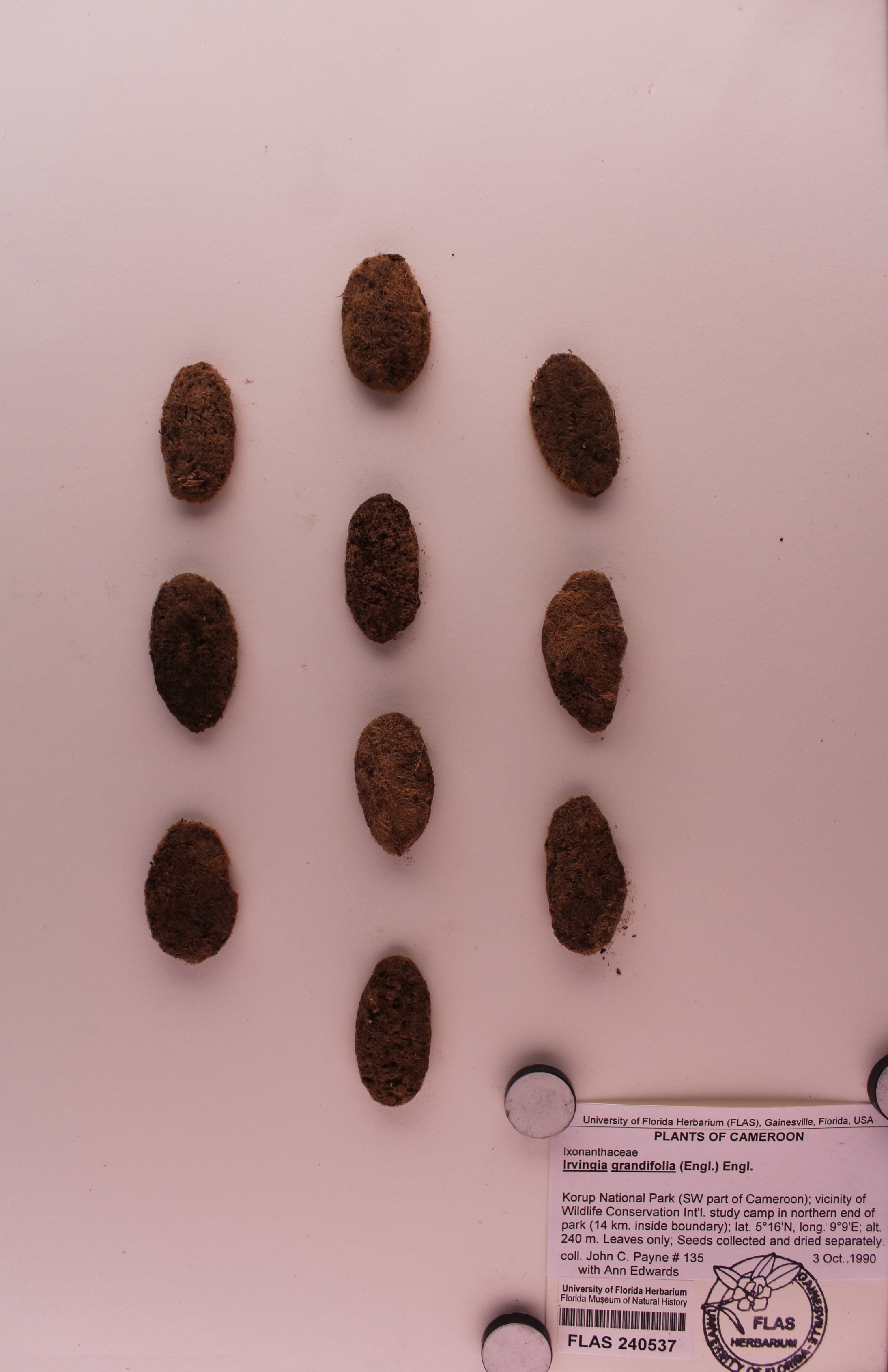 Irvingia grandifolia image