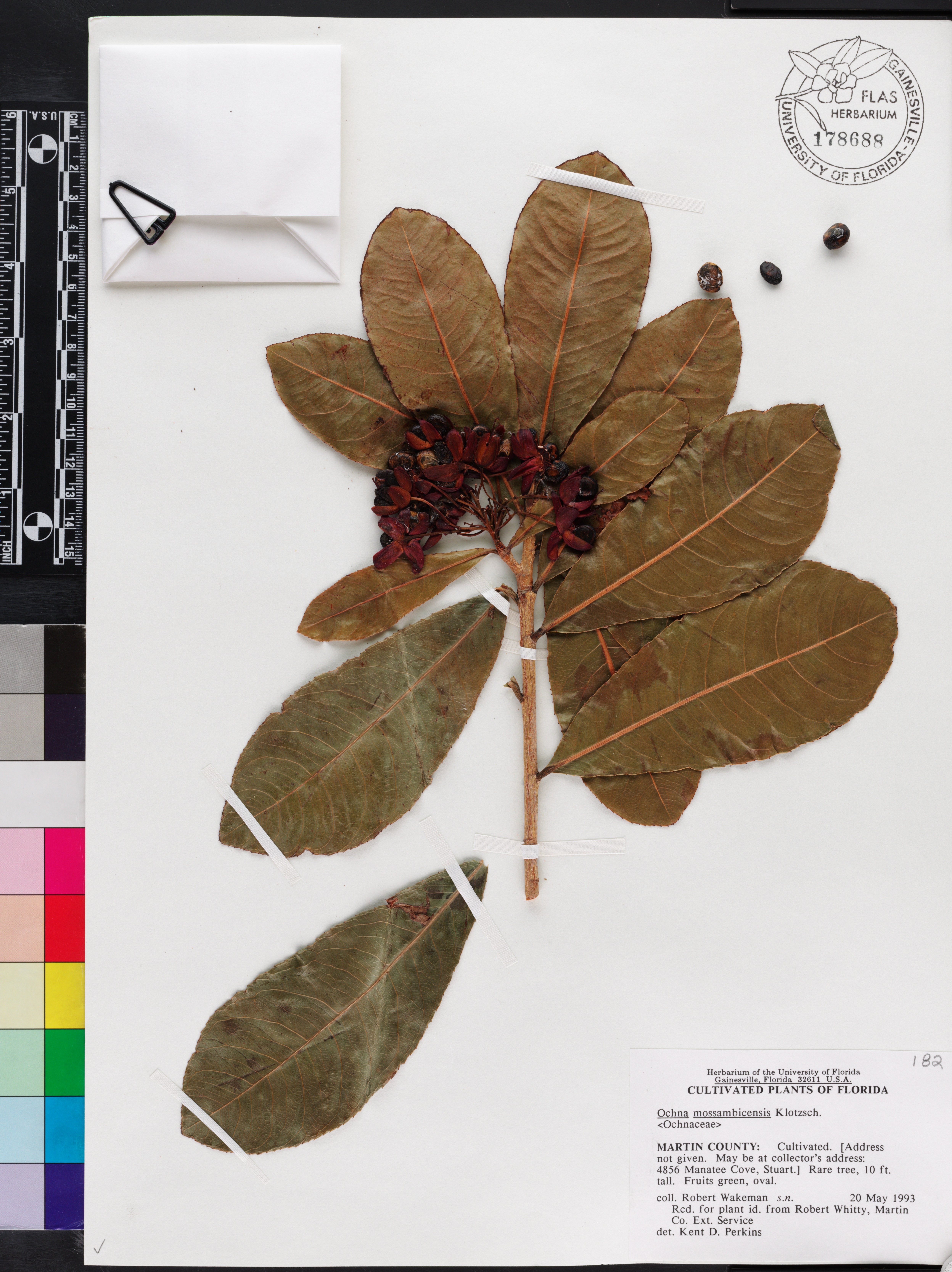 Ochna atropurpurea image