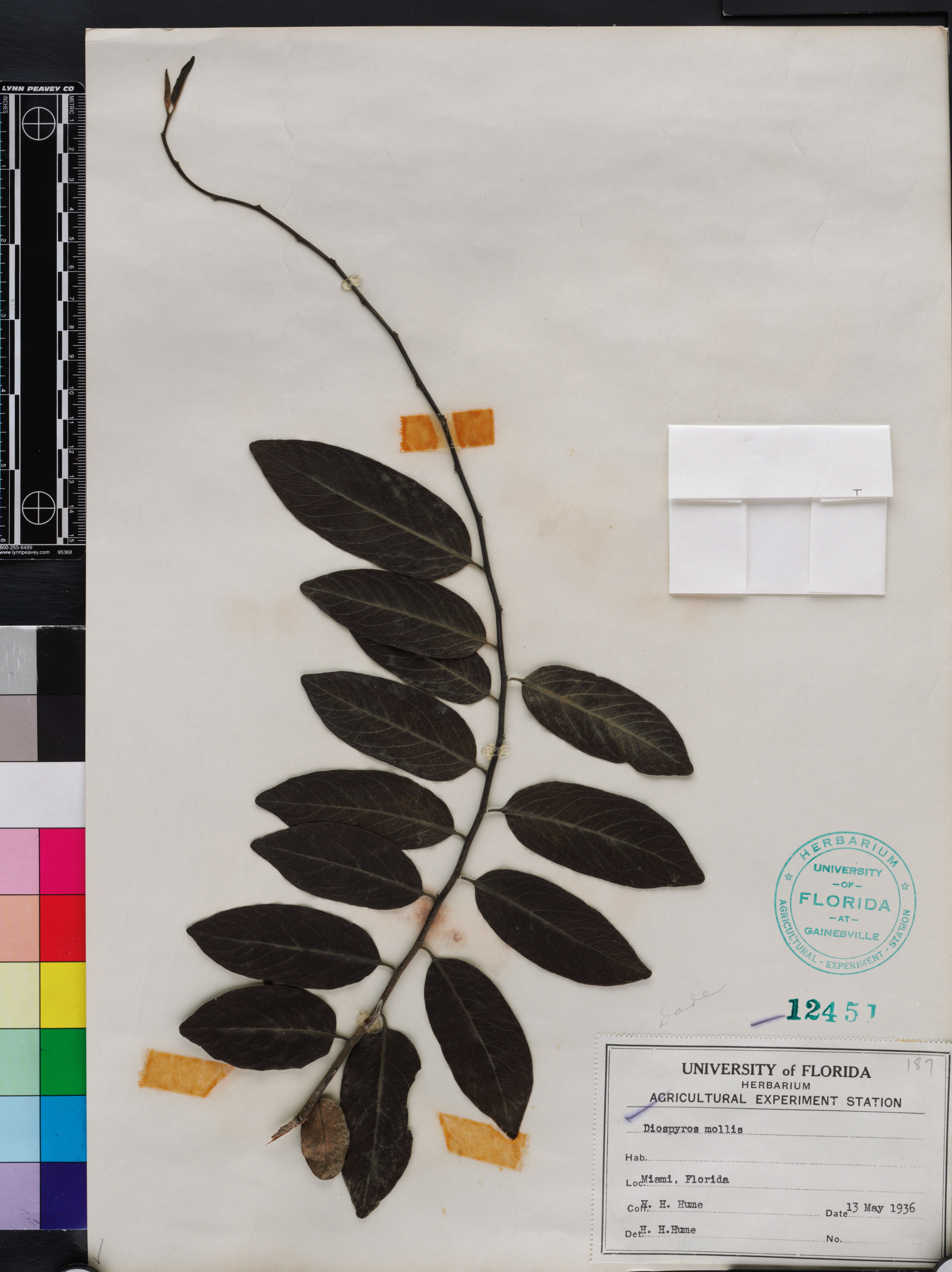 Diospyros mollis image