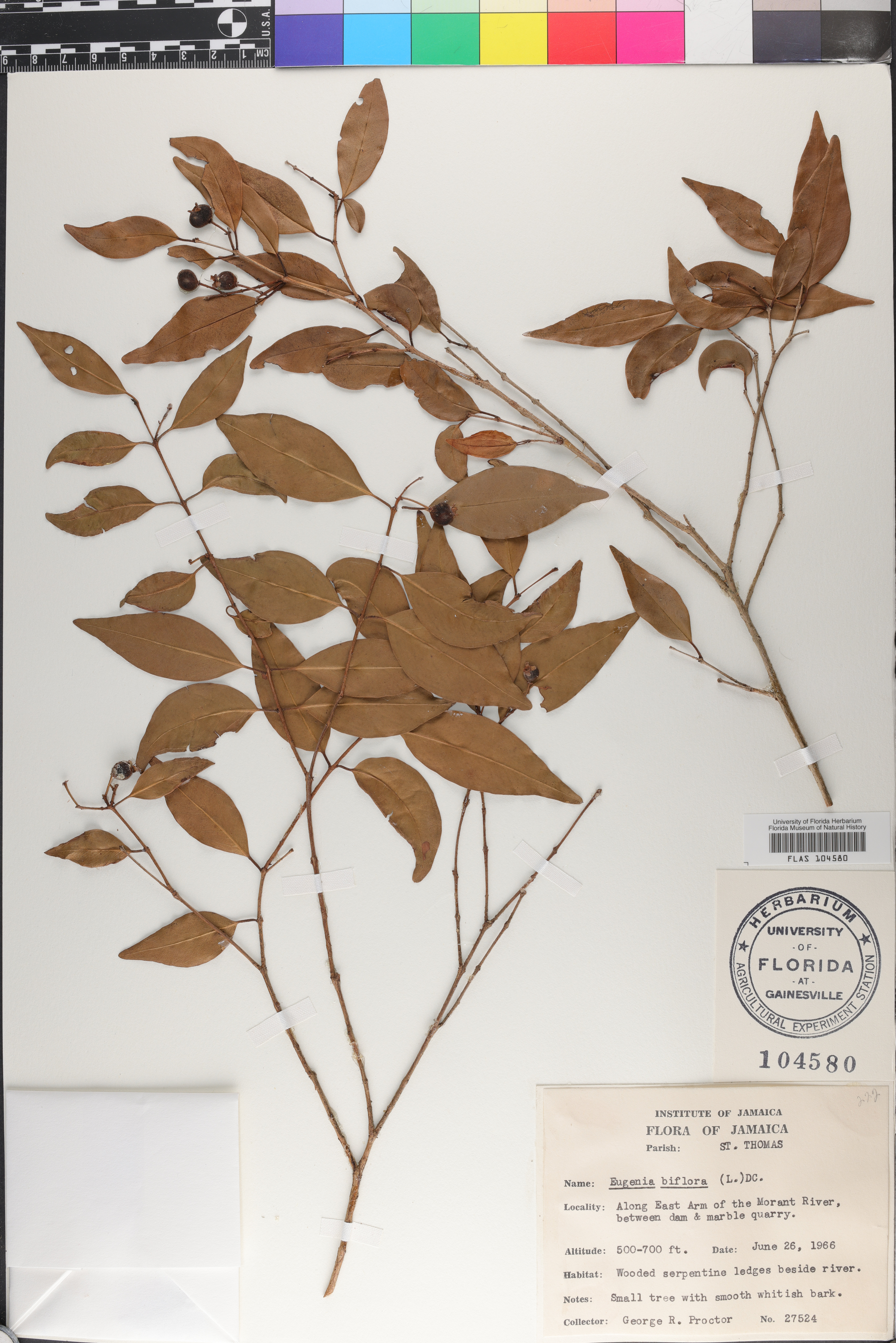 Eugenia biflora image