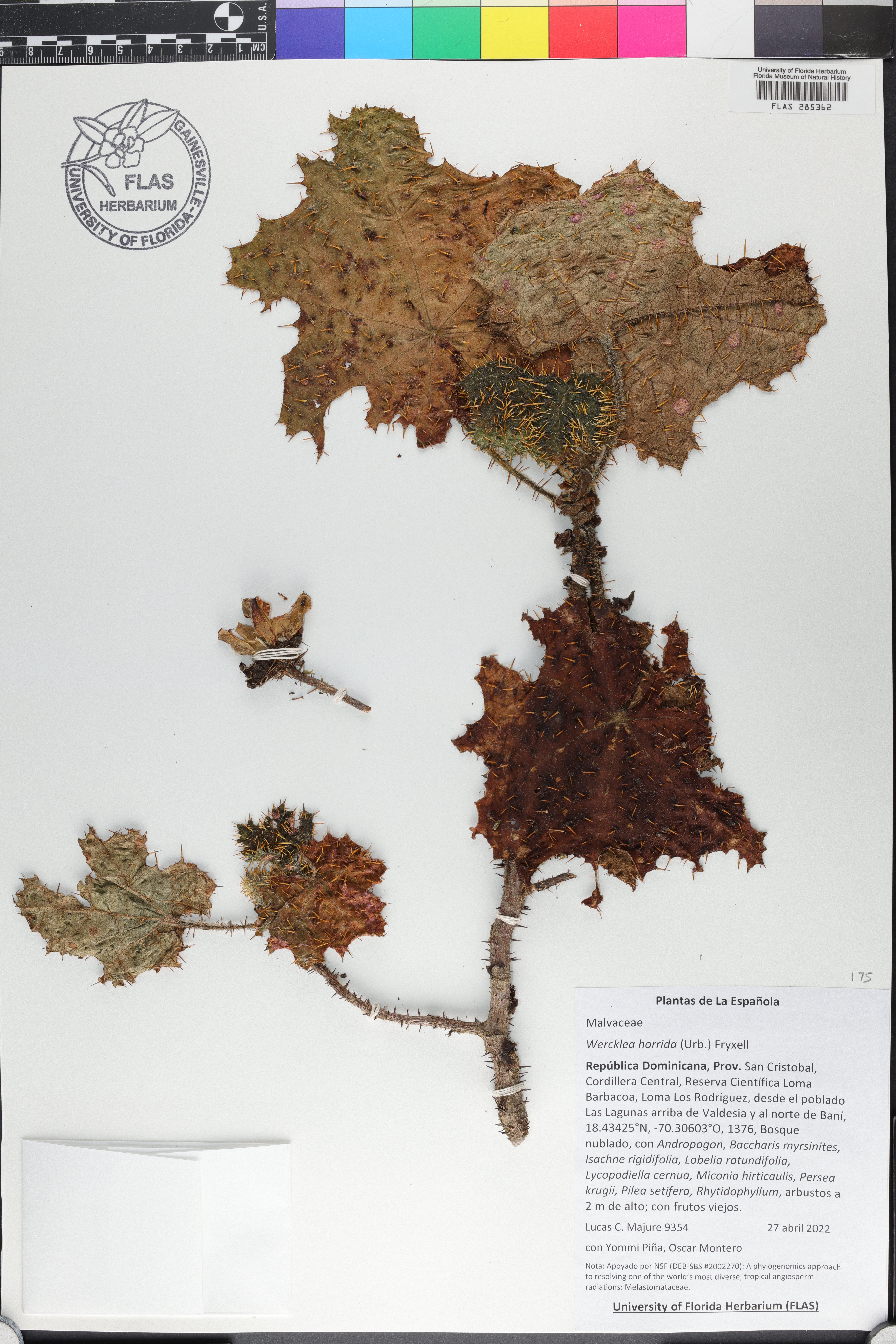 Wercklea horrida image