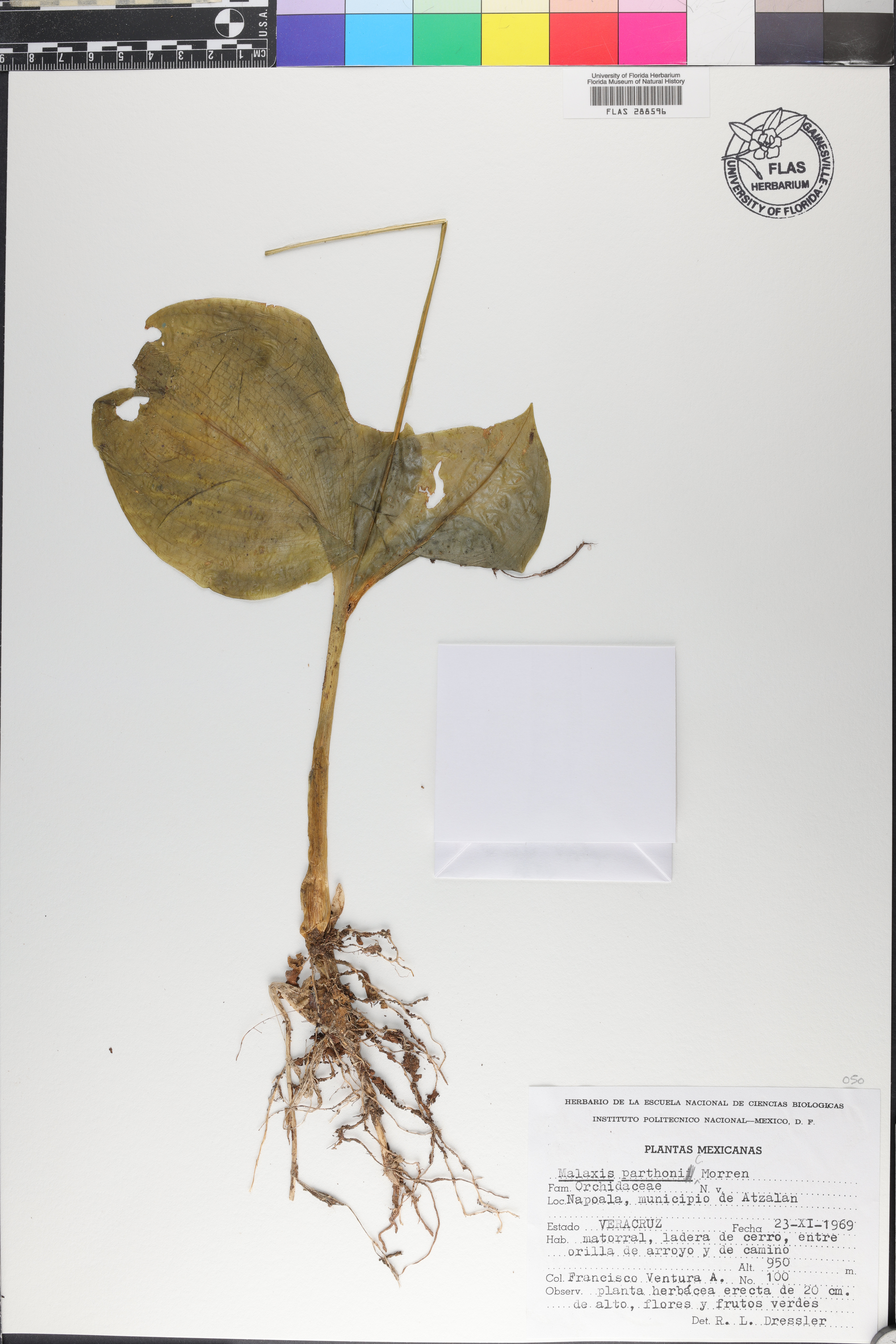 Malaxis parthoni