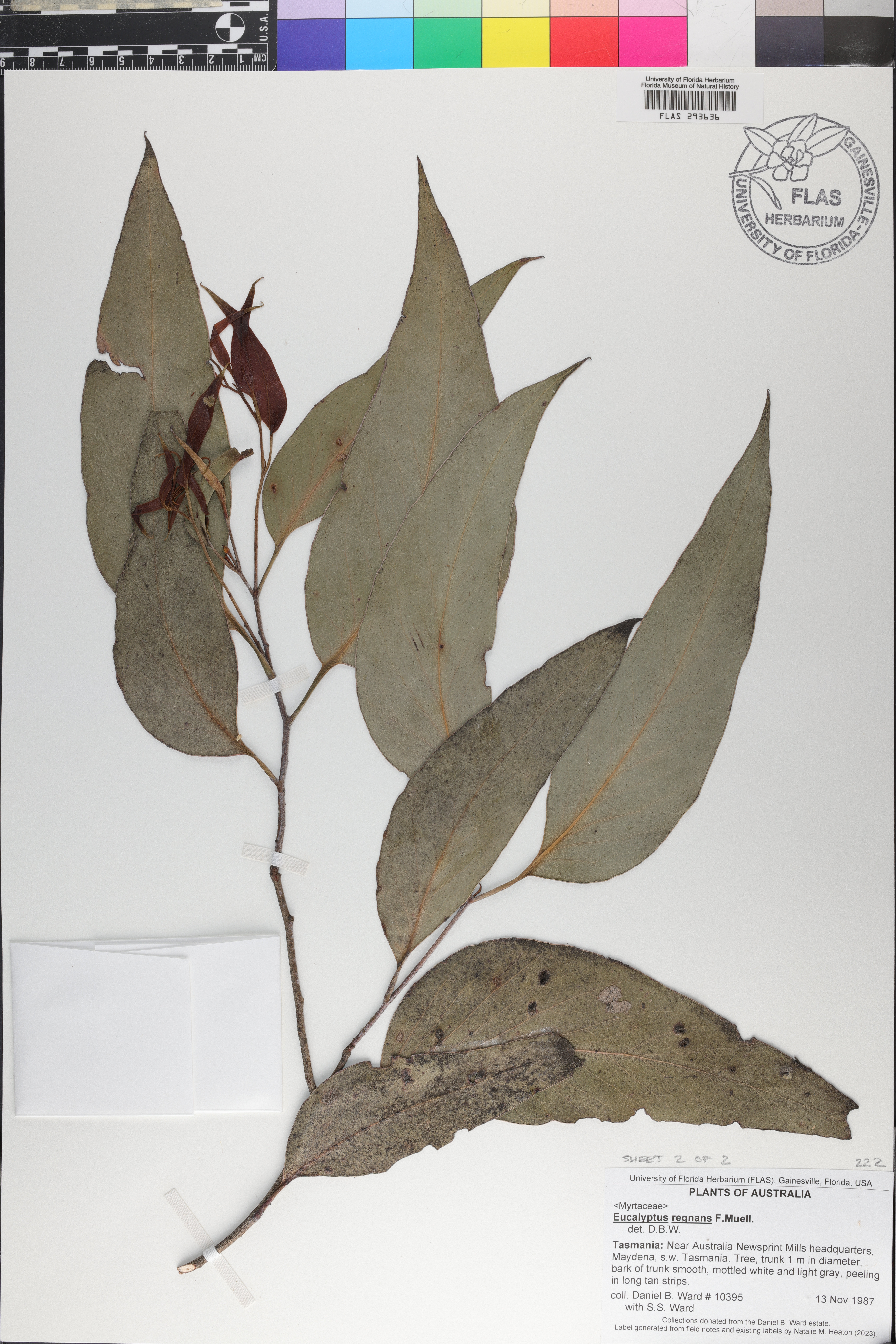 Eucalyptus regnans image