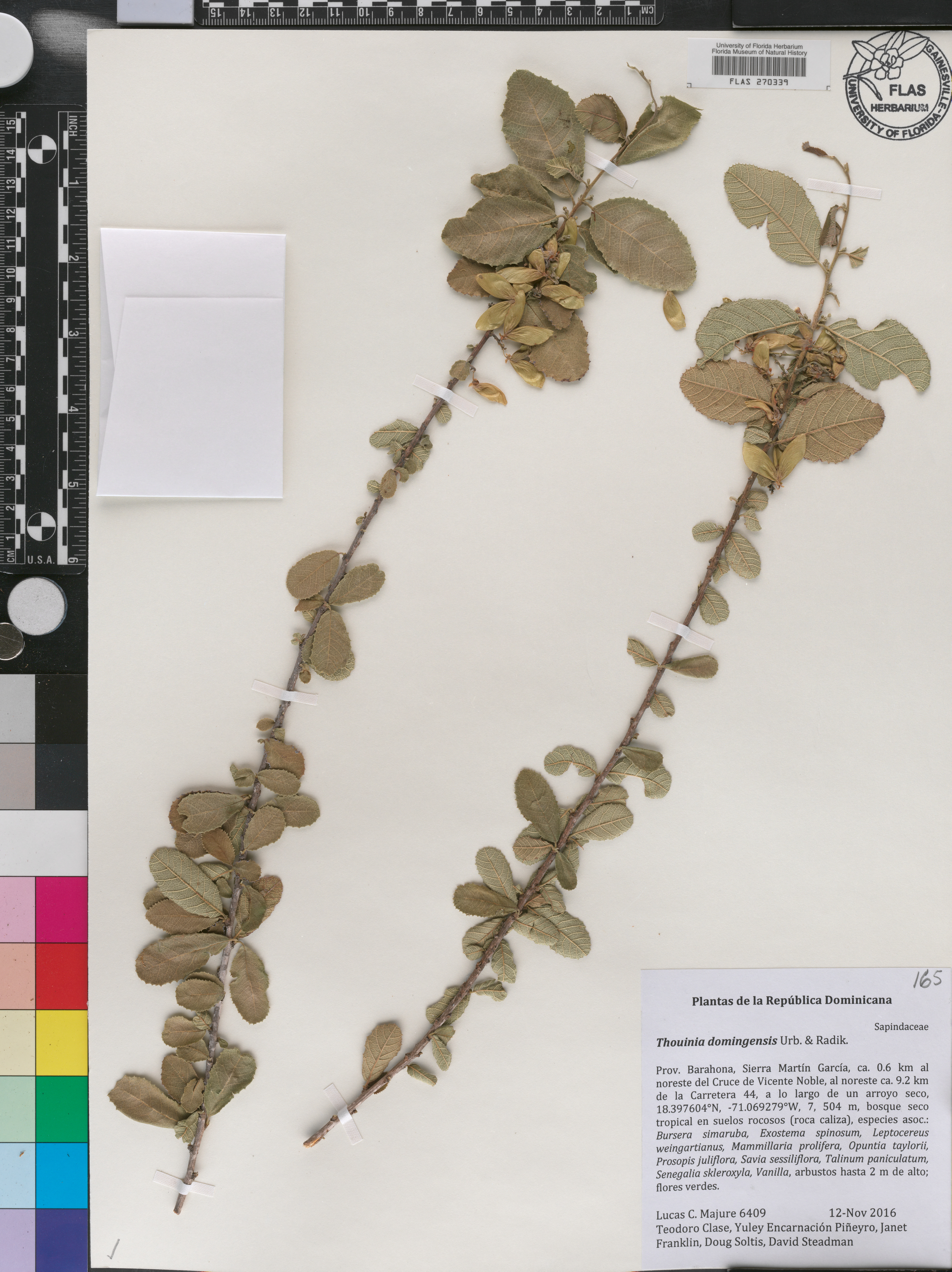 Thouinia domingensis image
