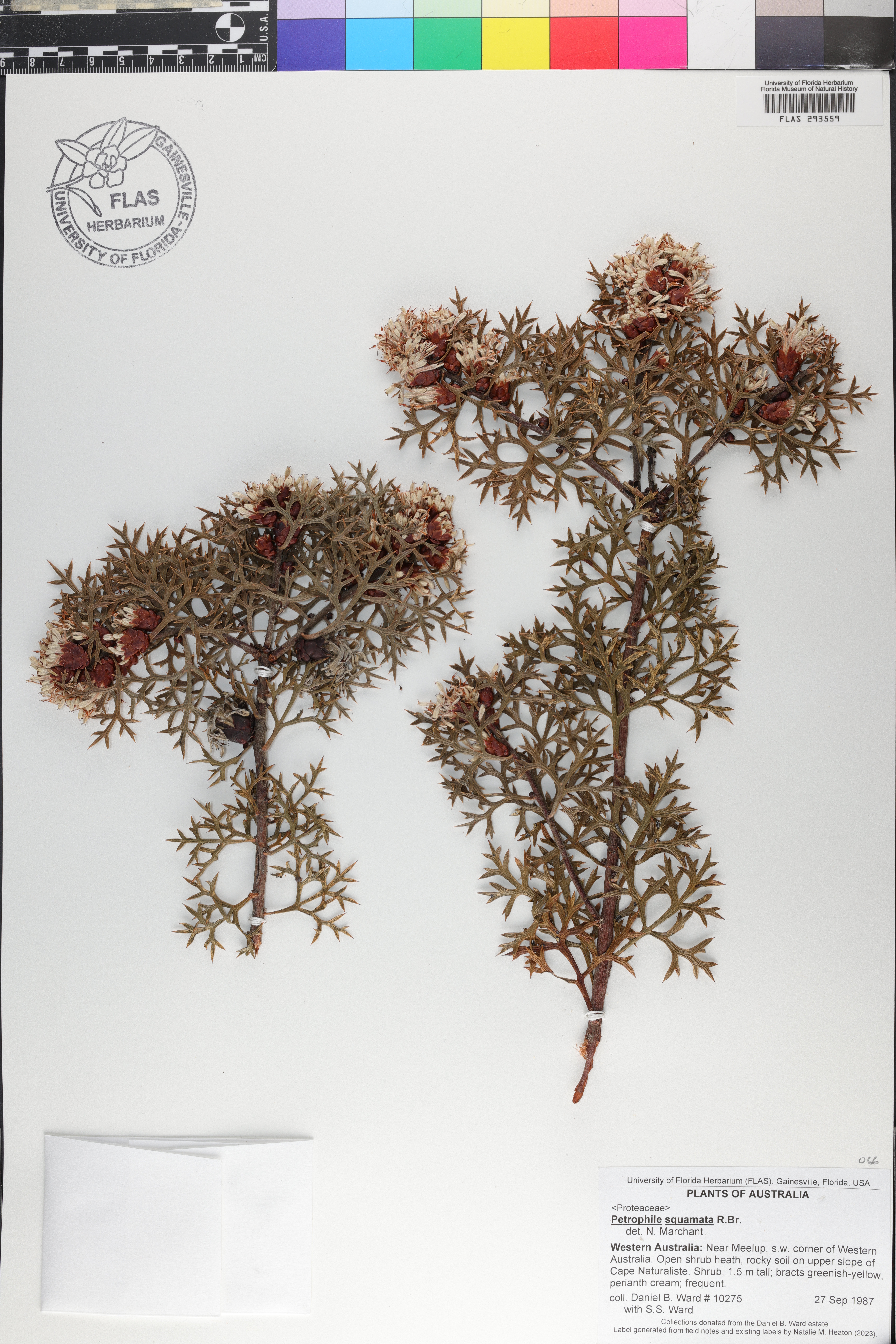 Petrophile squamata image