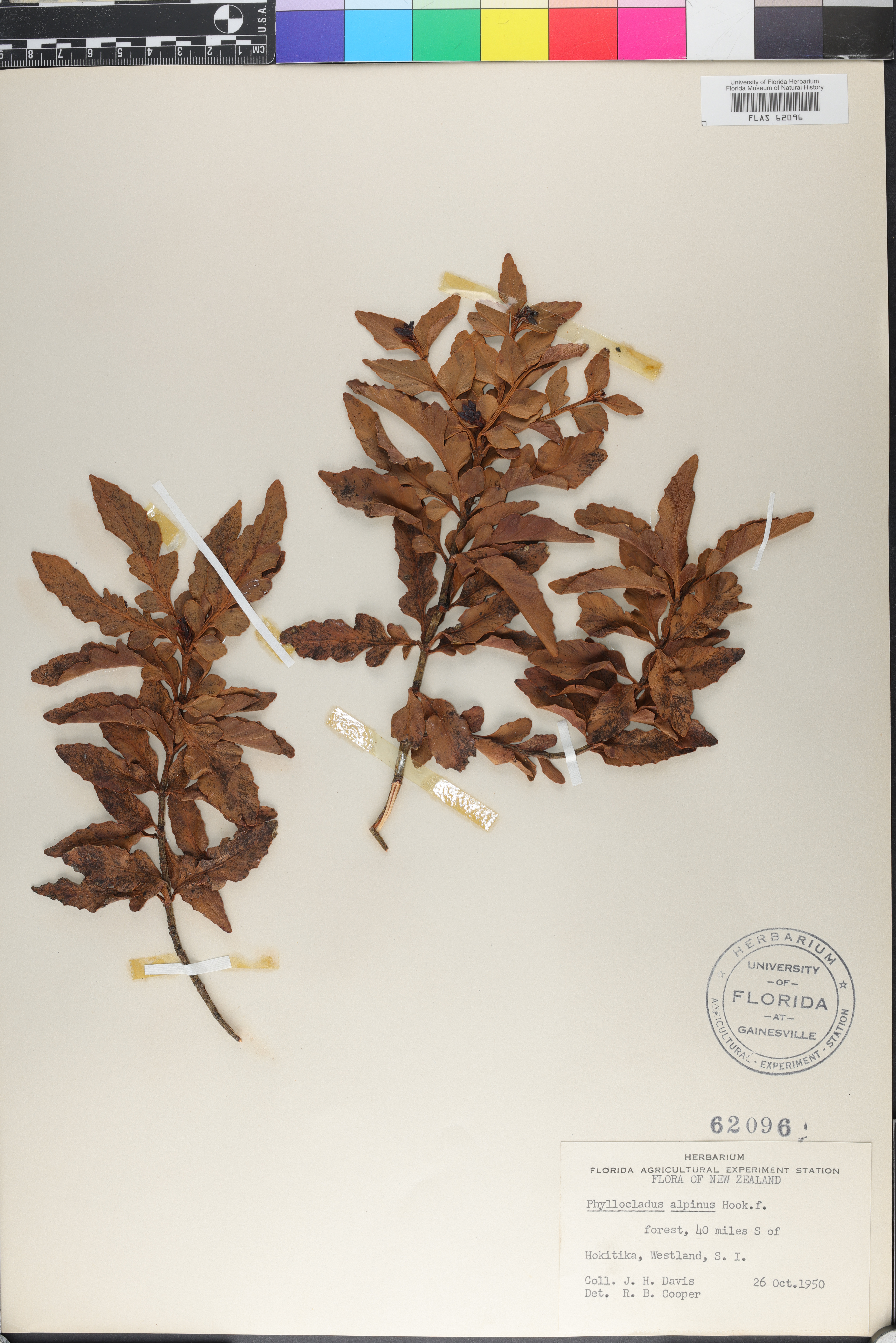 Phyllocladus trichomanoides image