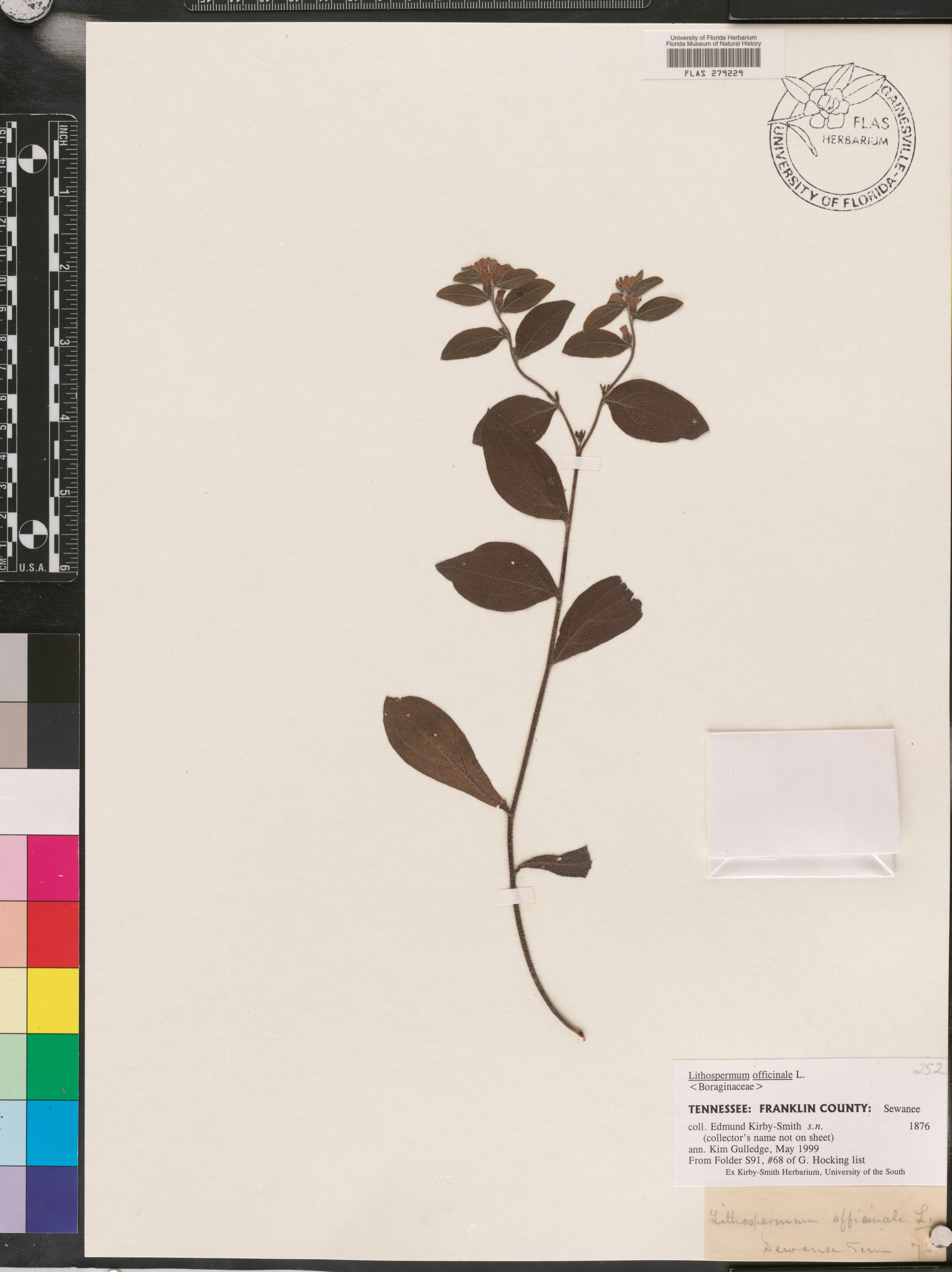 Lithospermum officinale image