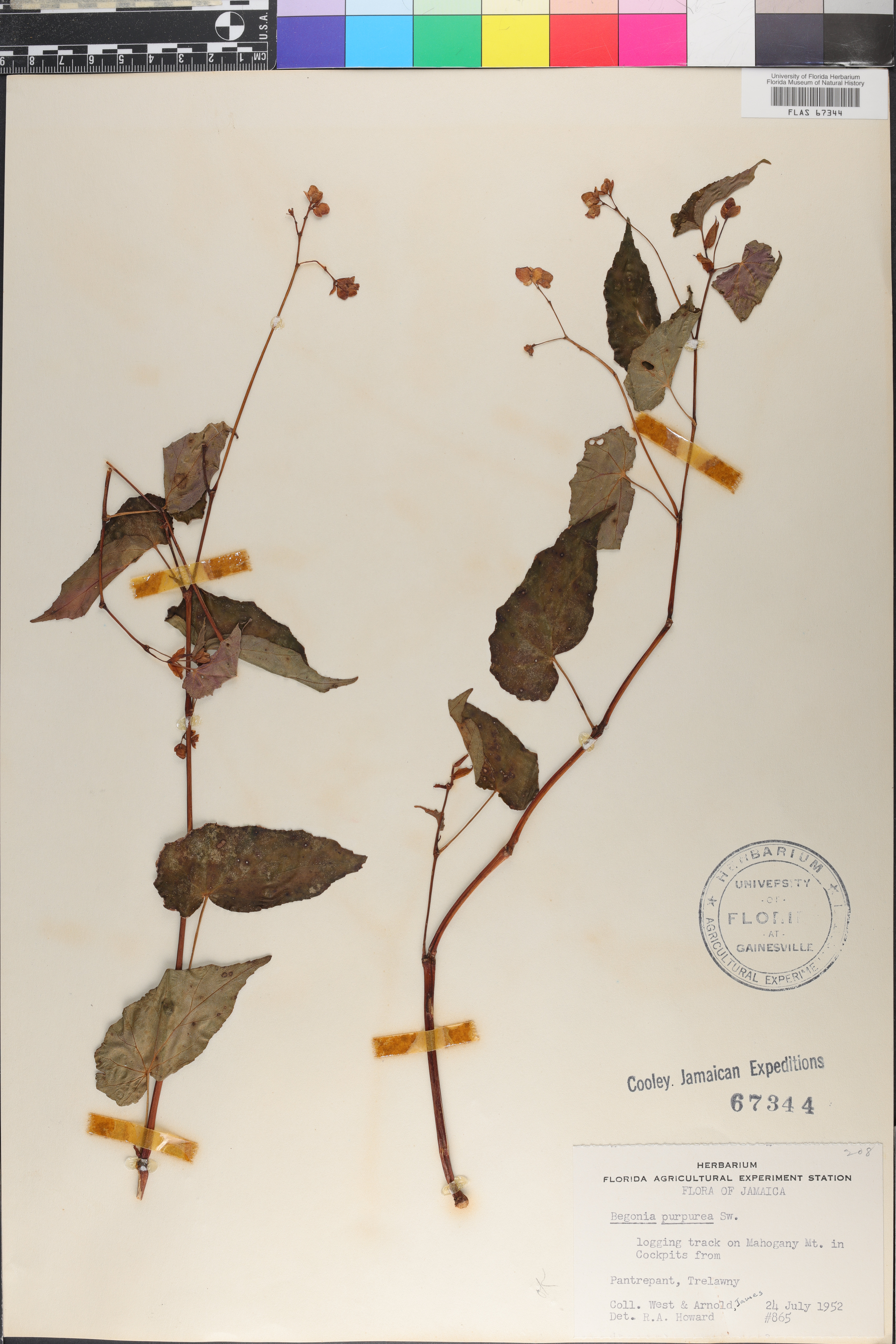 Begonia neopurpurea image