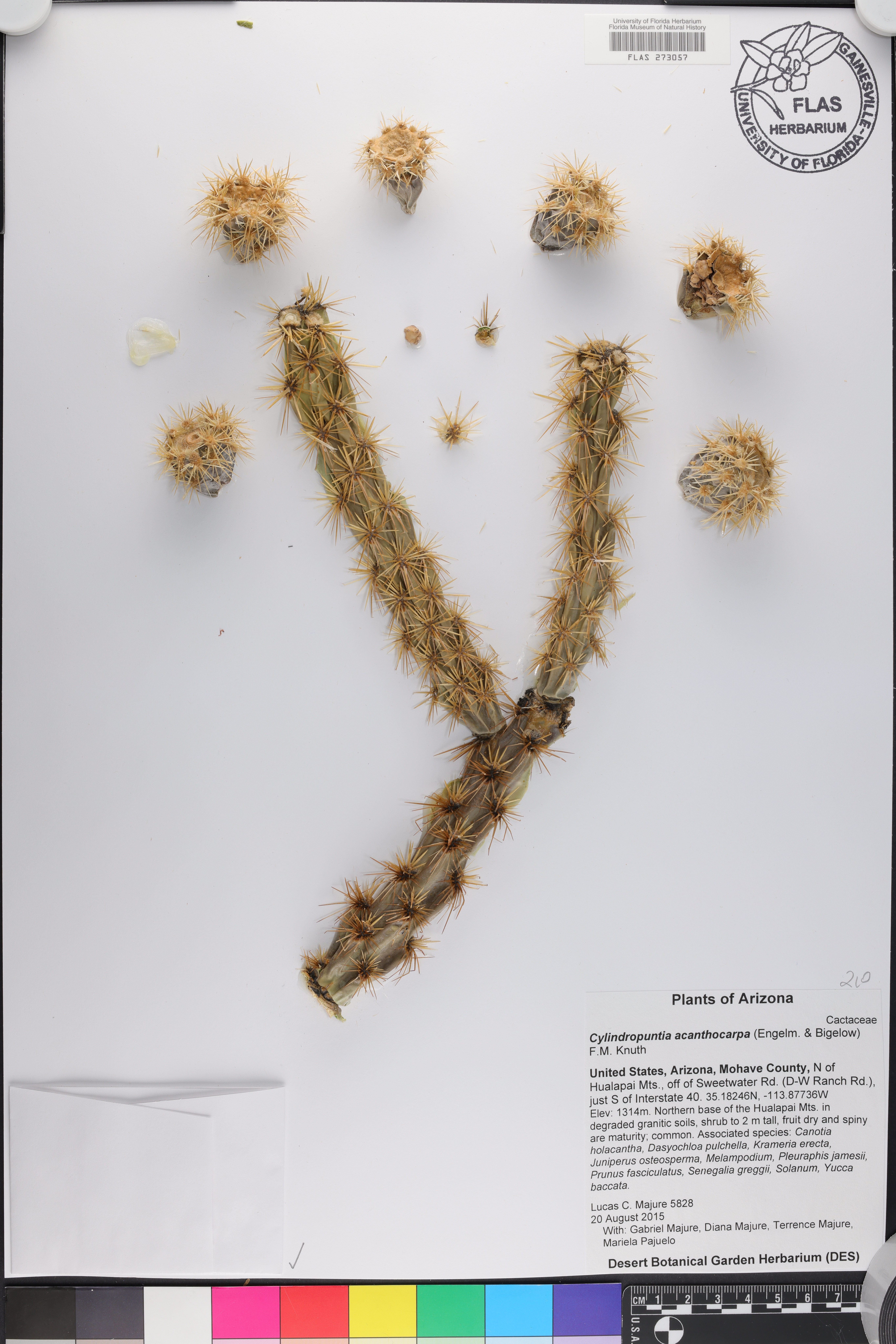 Cylindropuntia acanthocarpa thumbnail