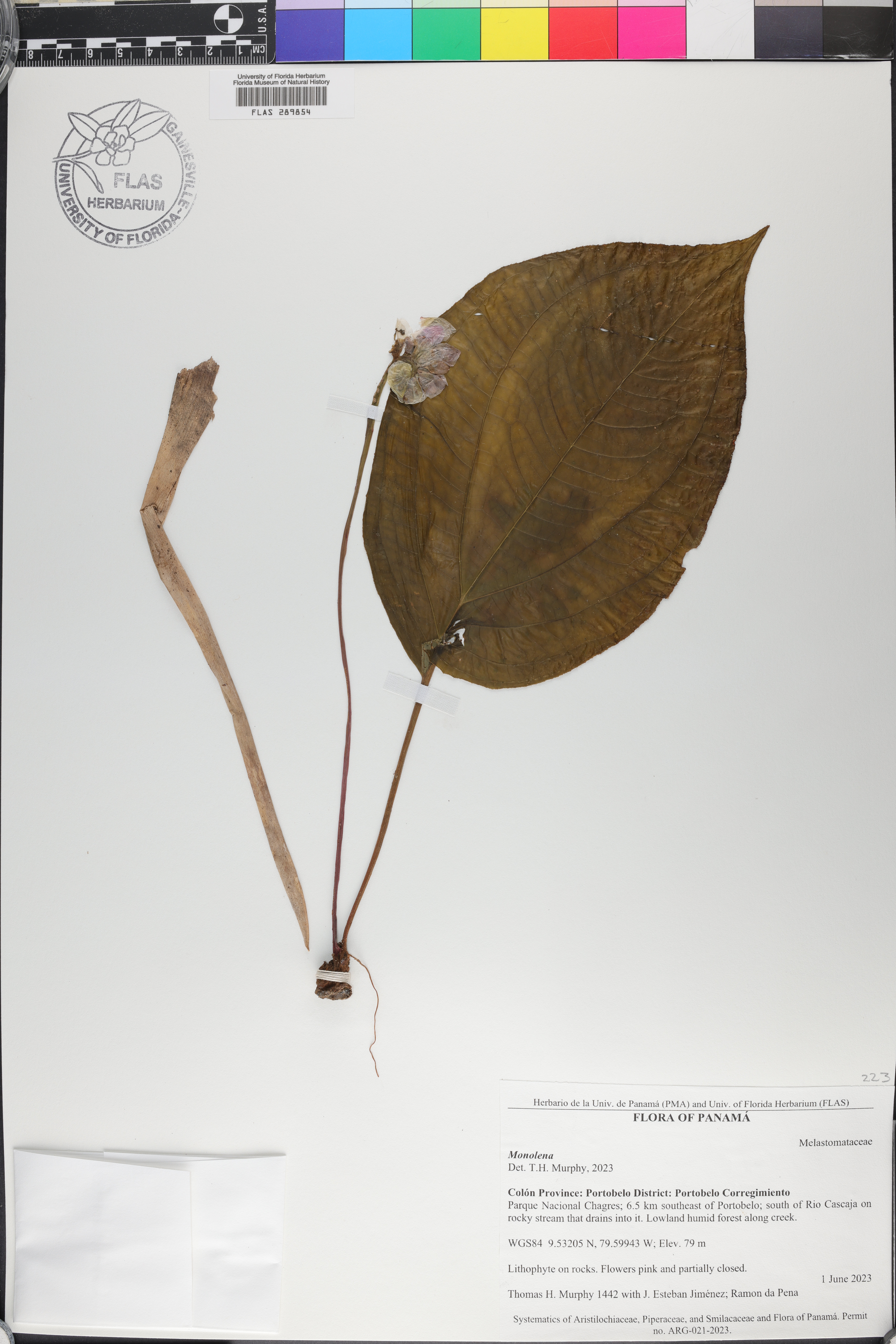 Monolena image