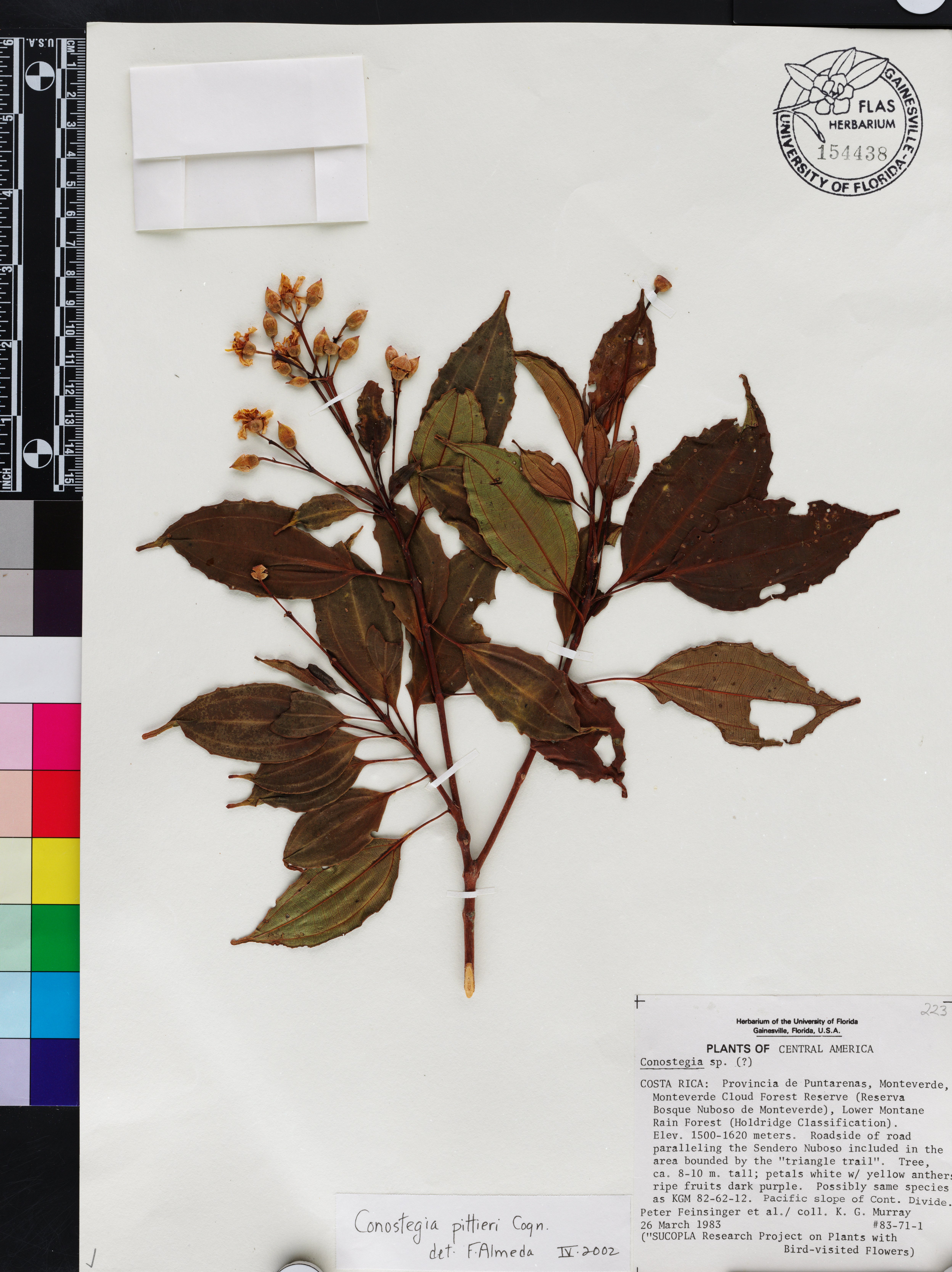 Miconia durandii image