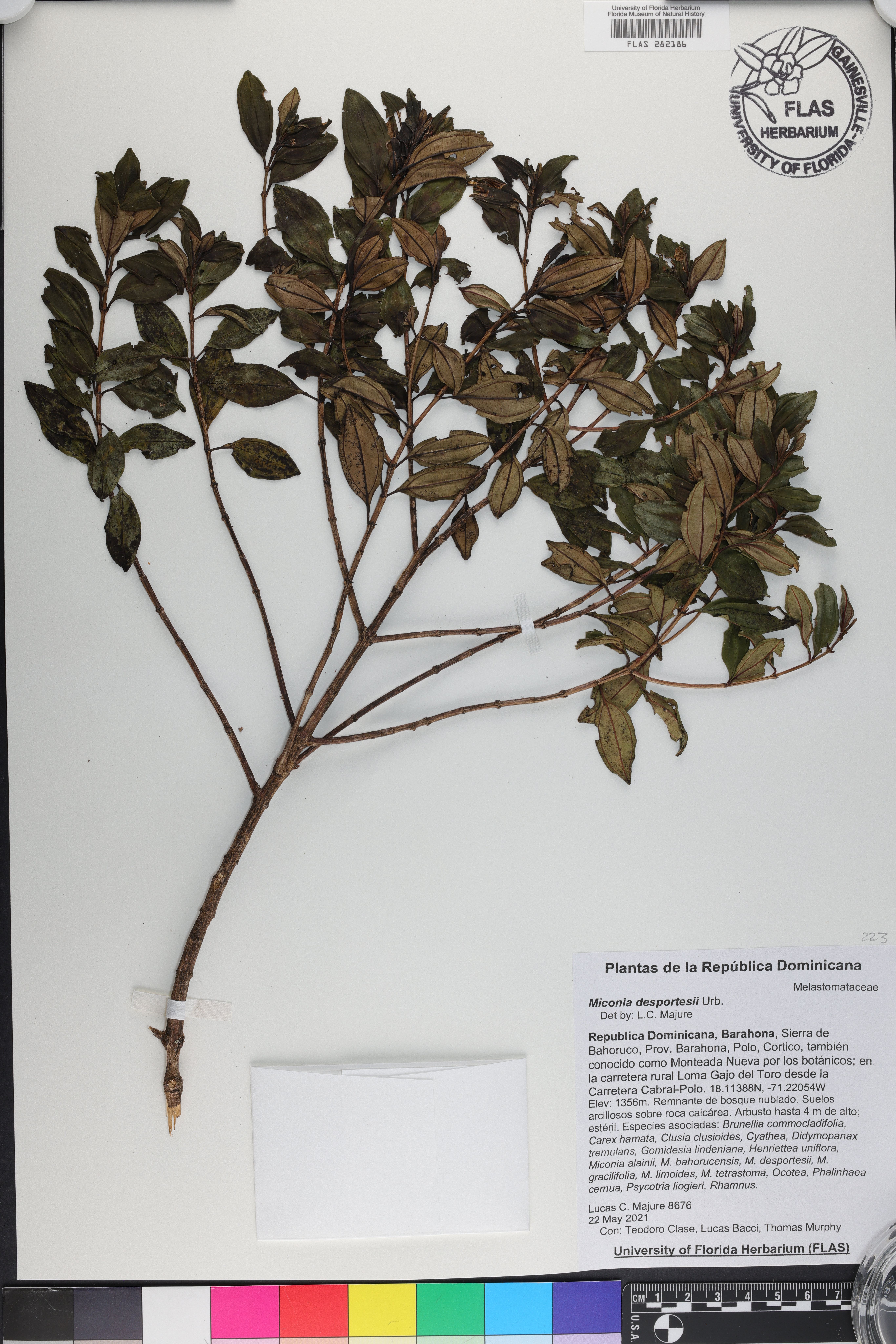 Miconia desportesii image