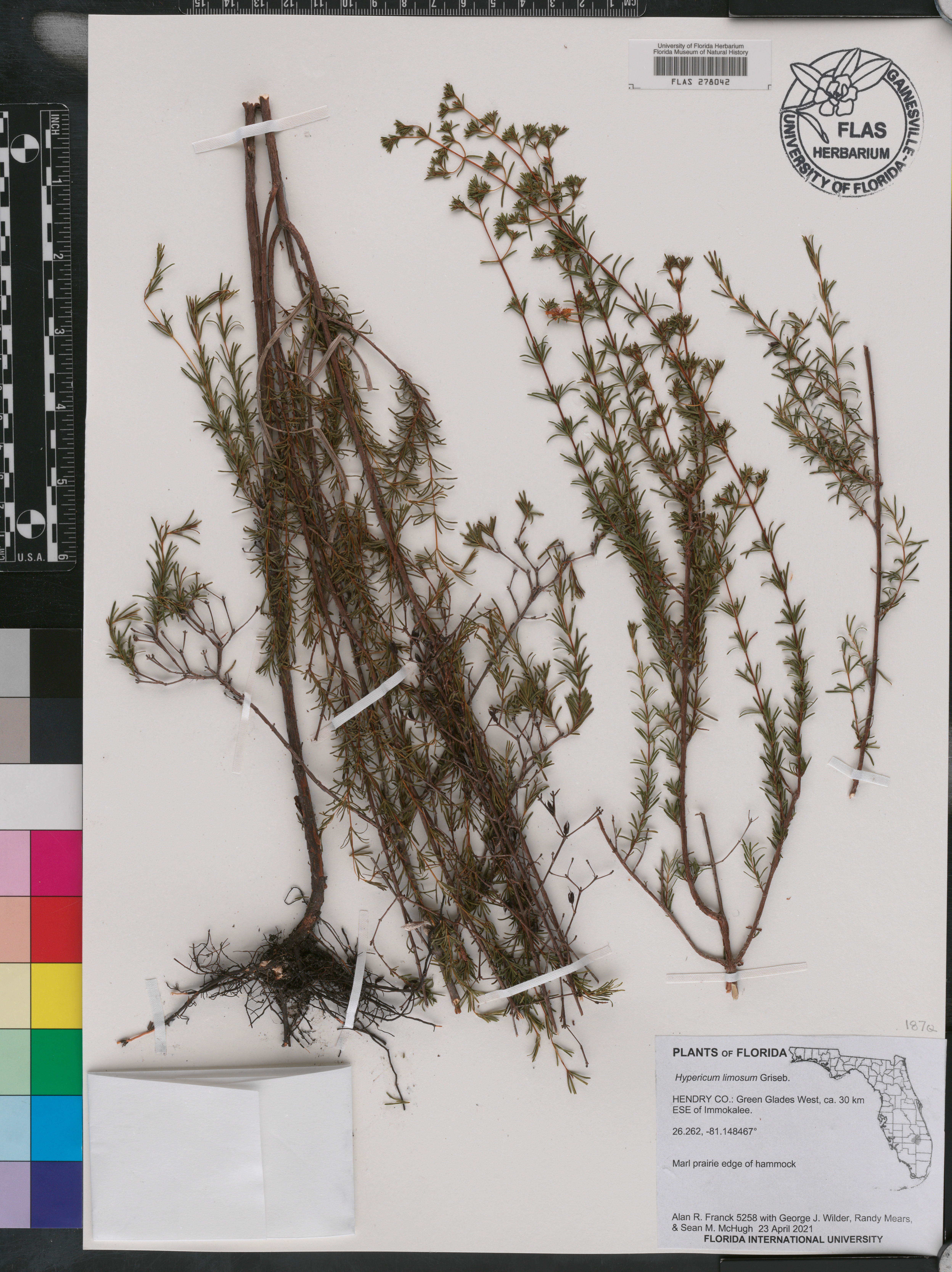 Hypericum limosum image