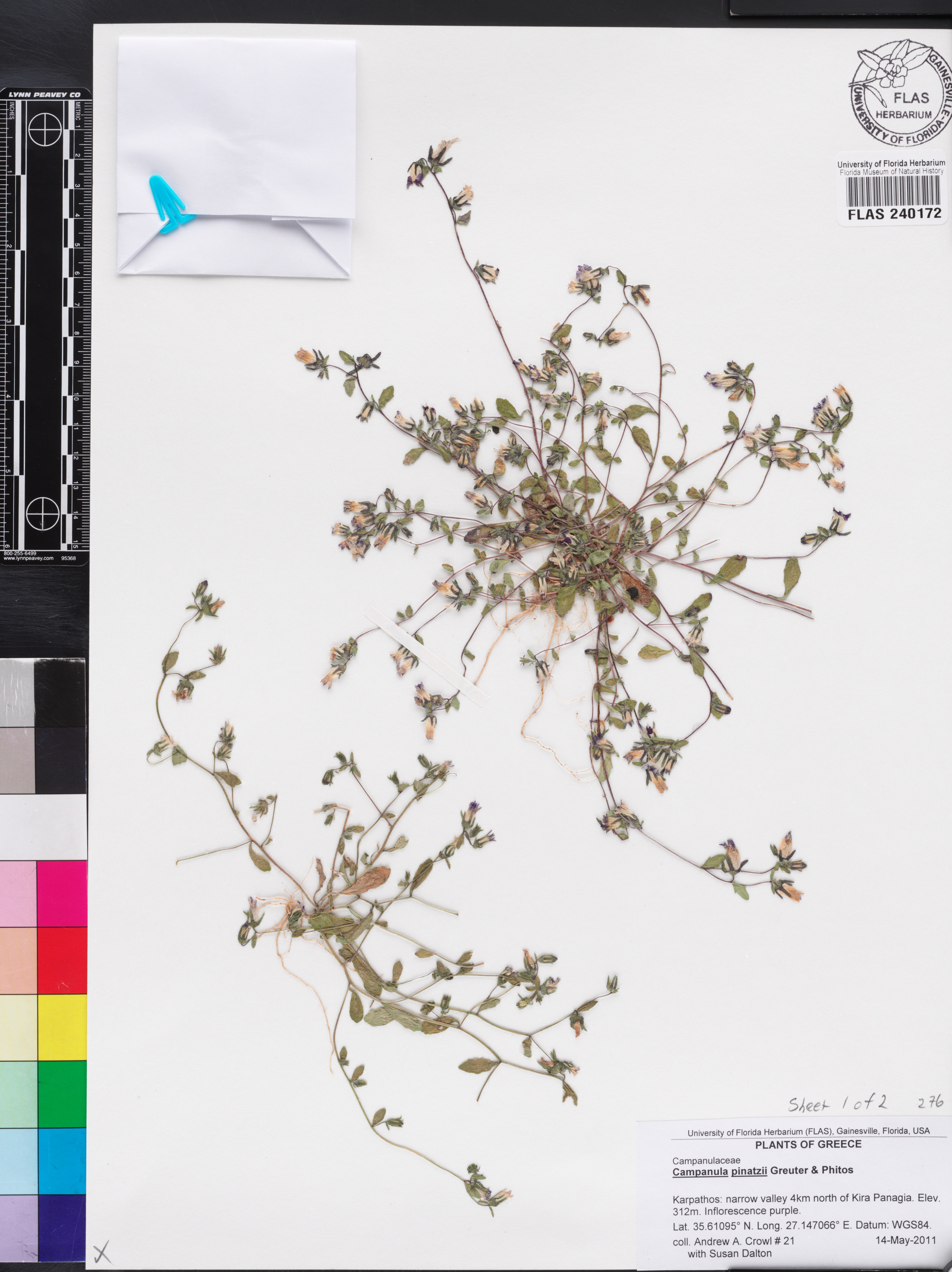 Campanula pinatzii image