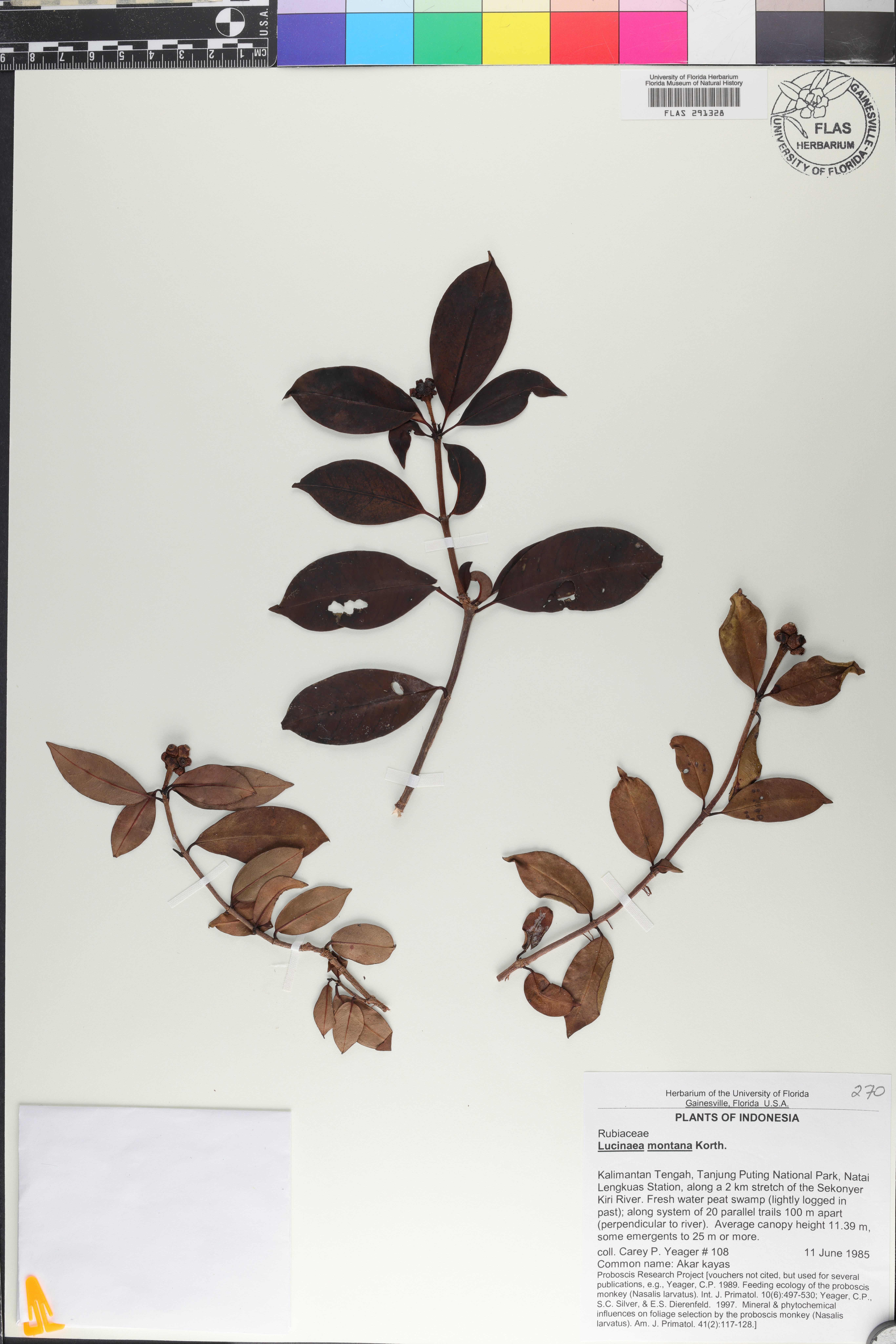 Schradera montana image