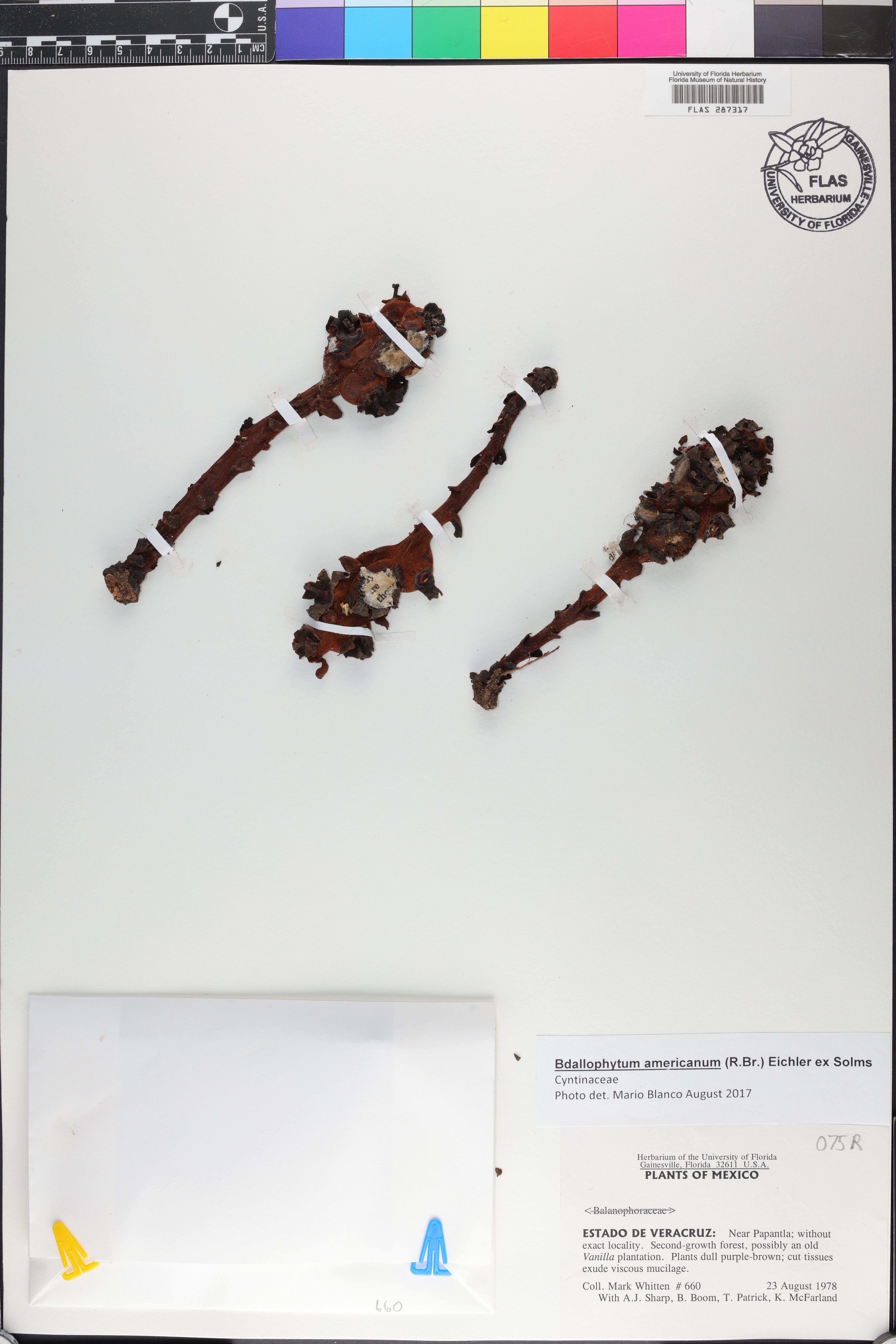 Bdallophytum americanum image