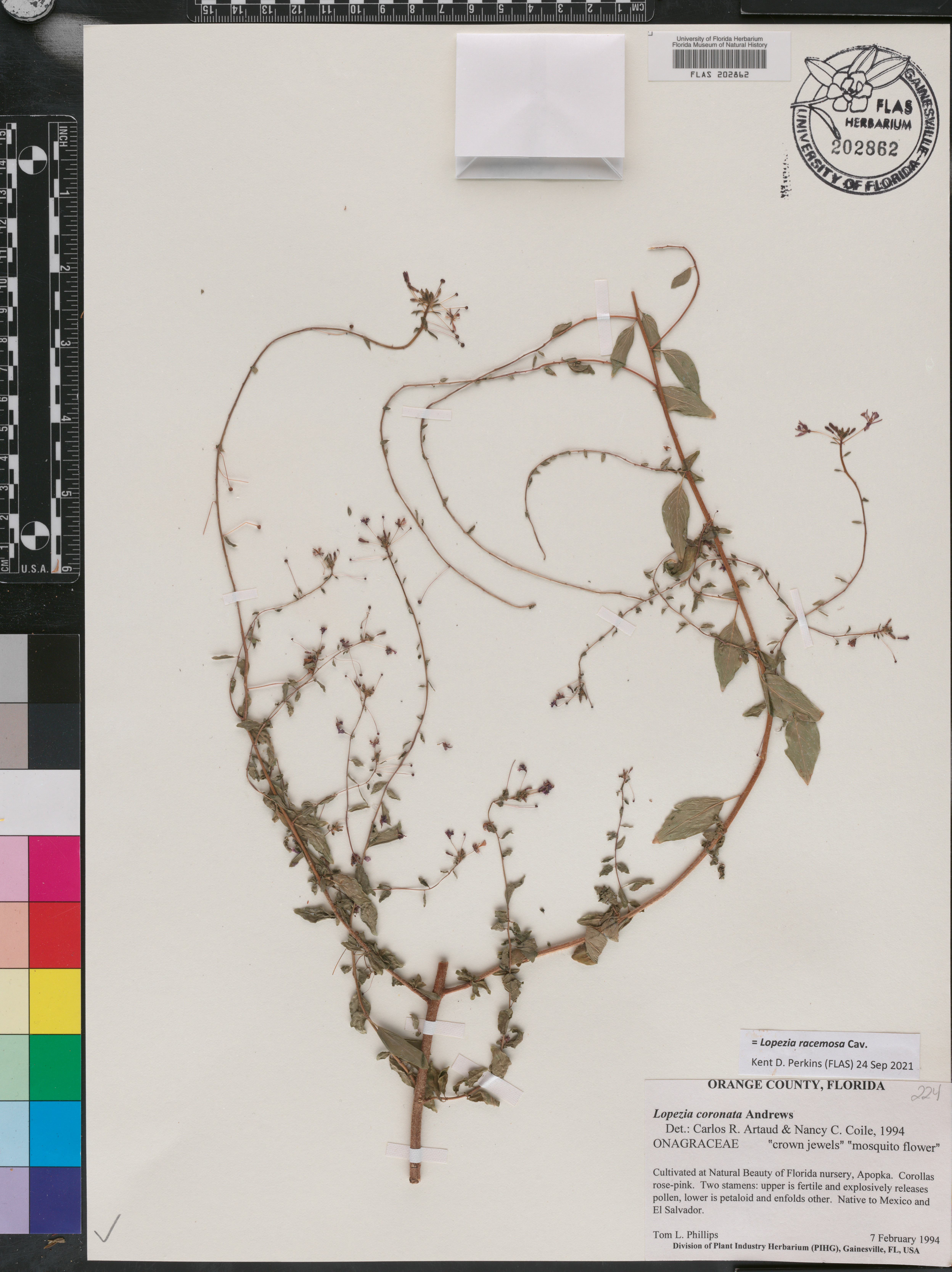 Lopezia racemosa image