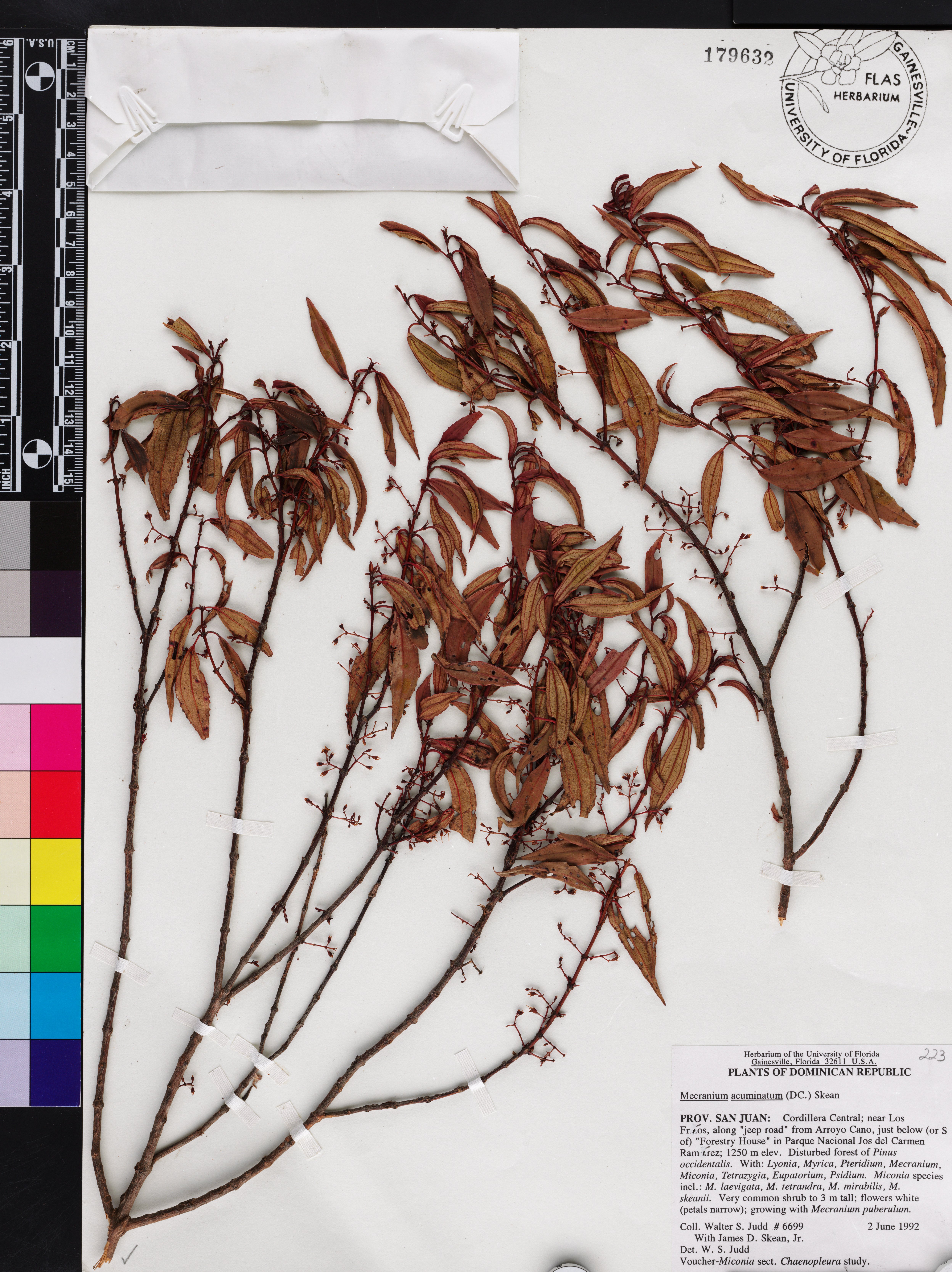 Miconia acuminoides image