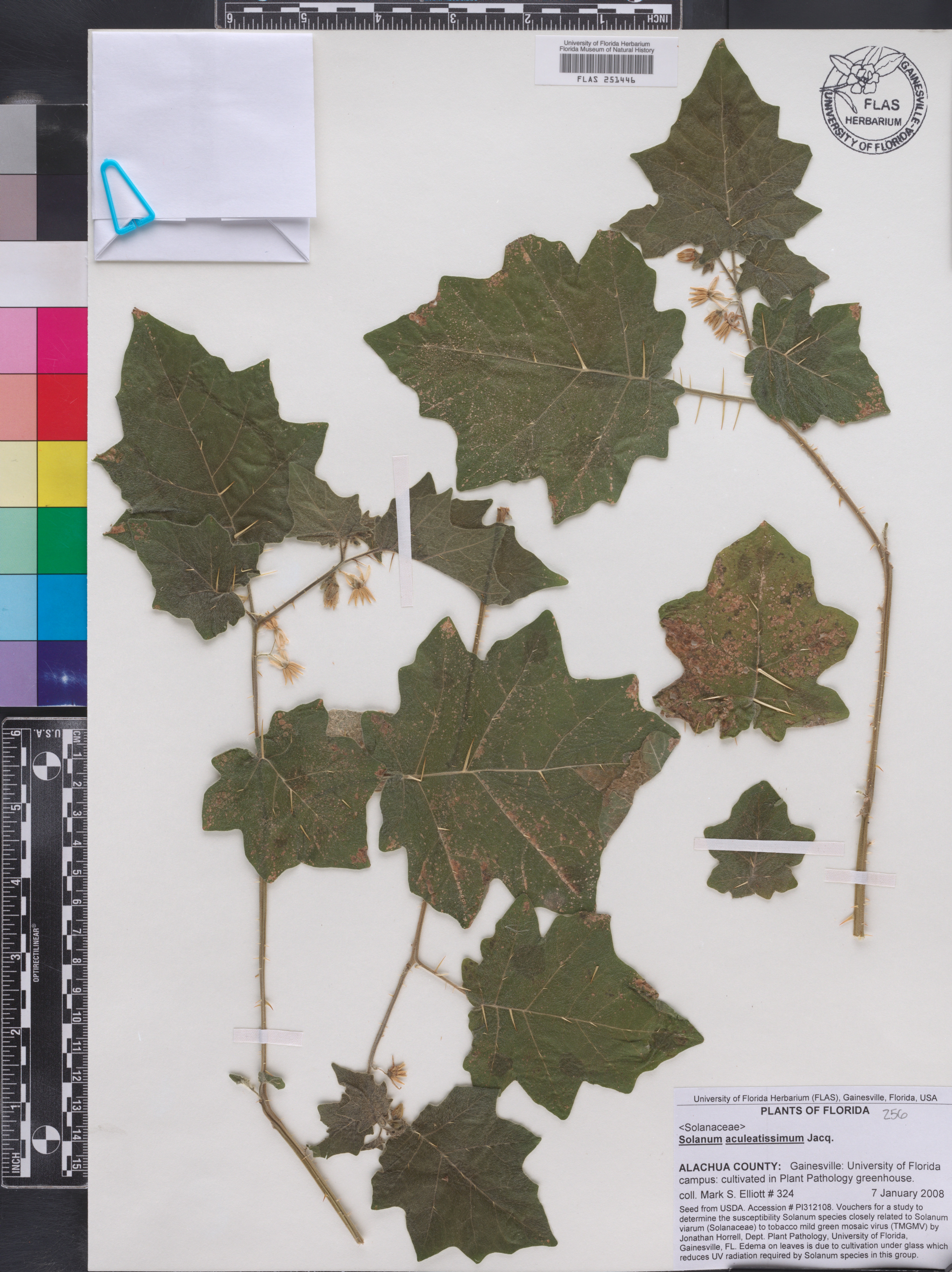 Solanum aculeatissimum image