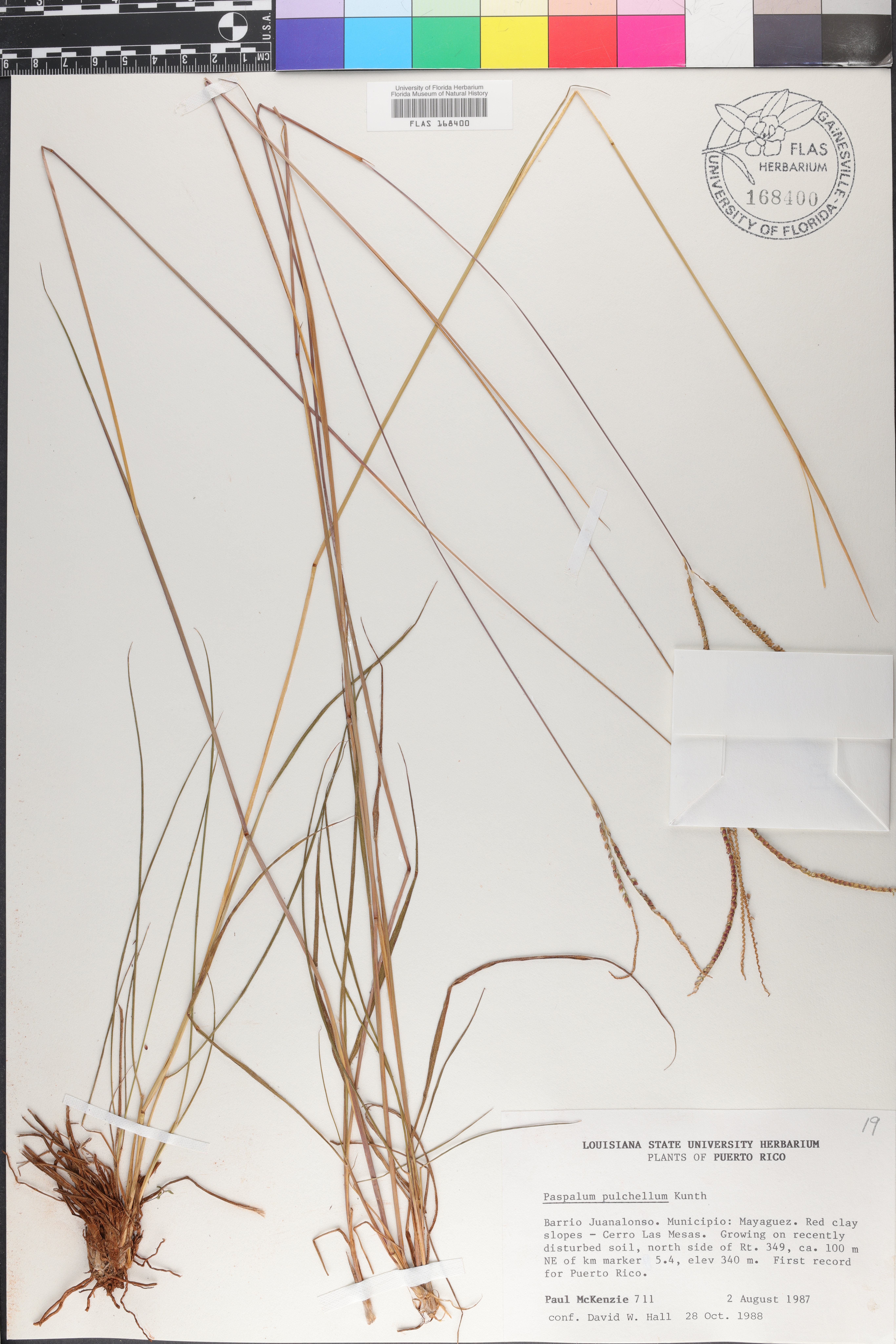 Paspalum pulchellum image