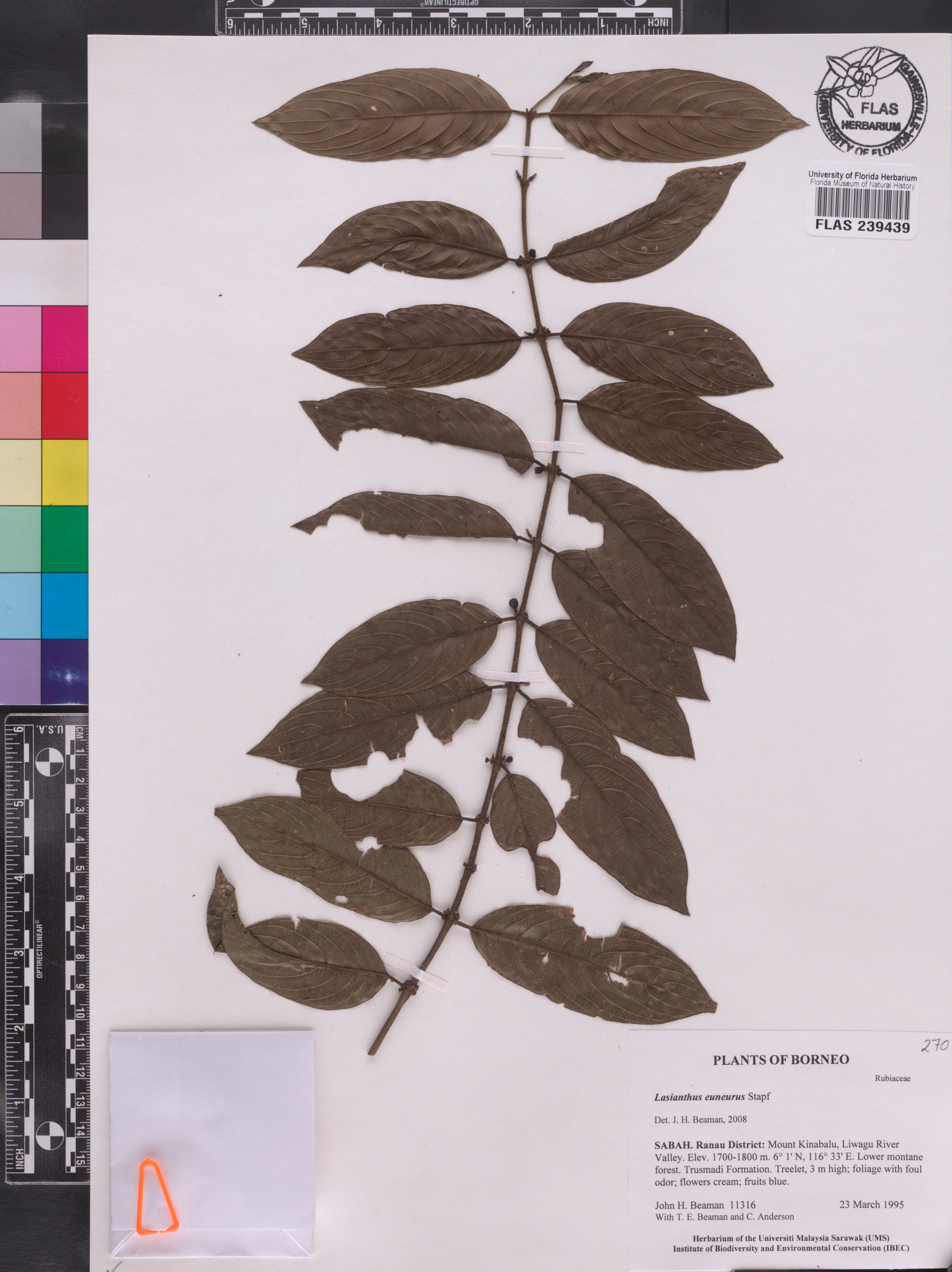 Lasianthus euneurus image