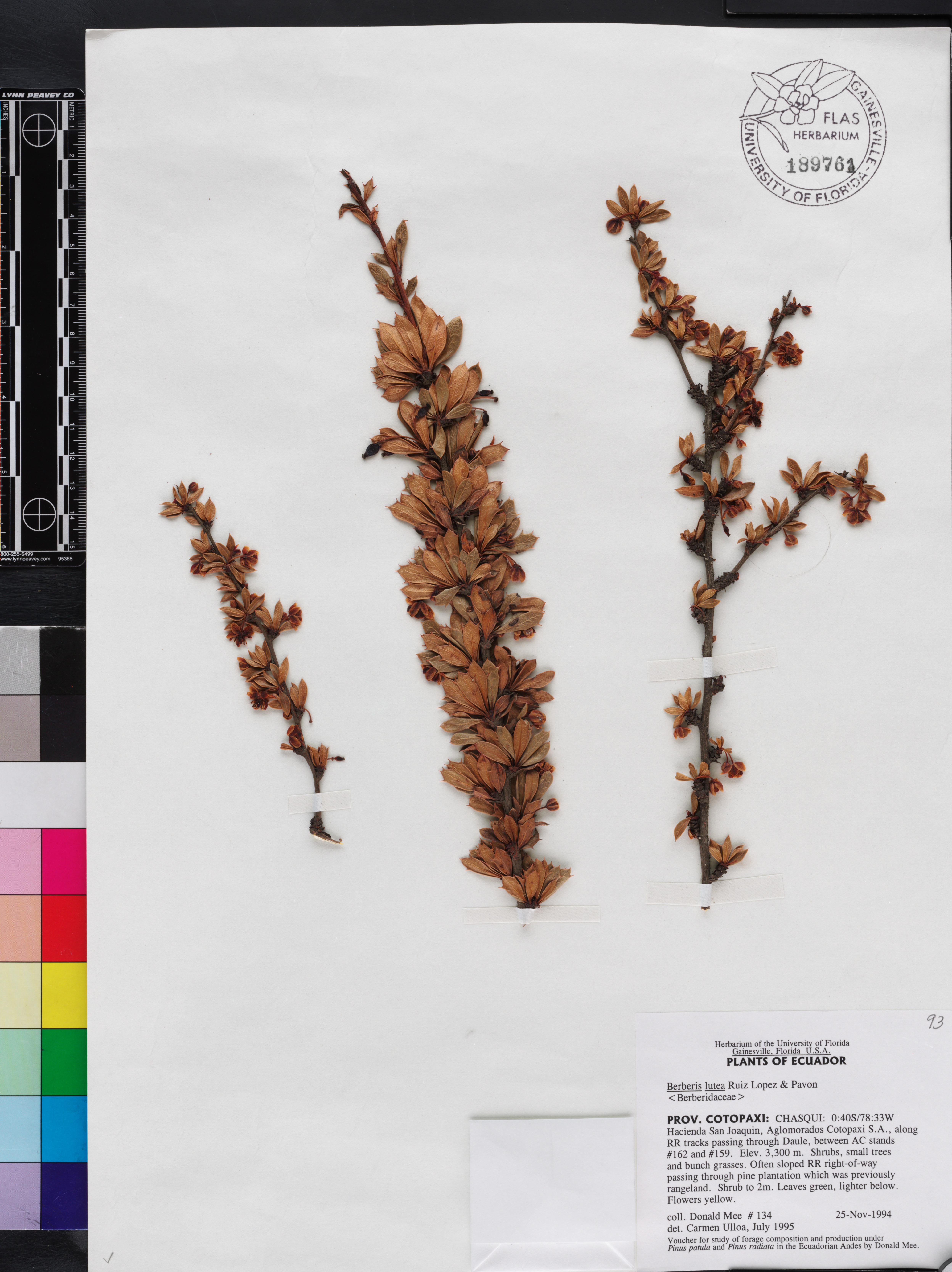 Berberis lutea