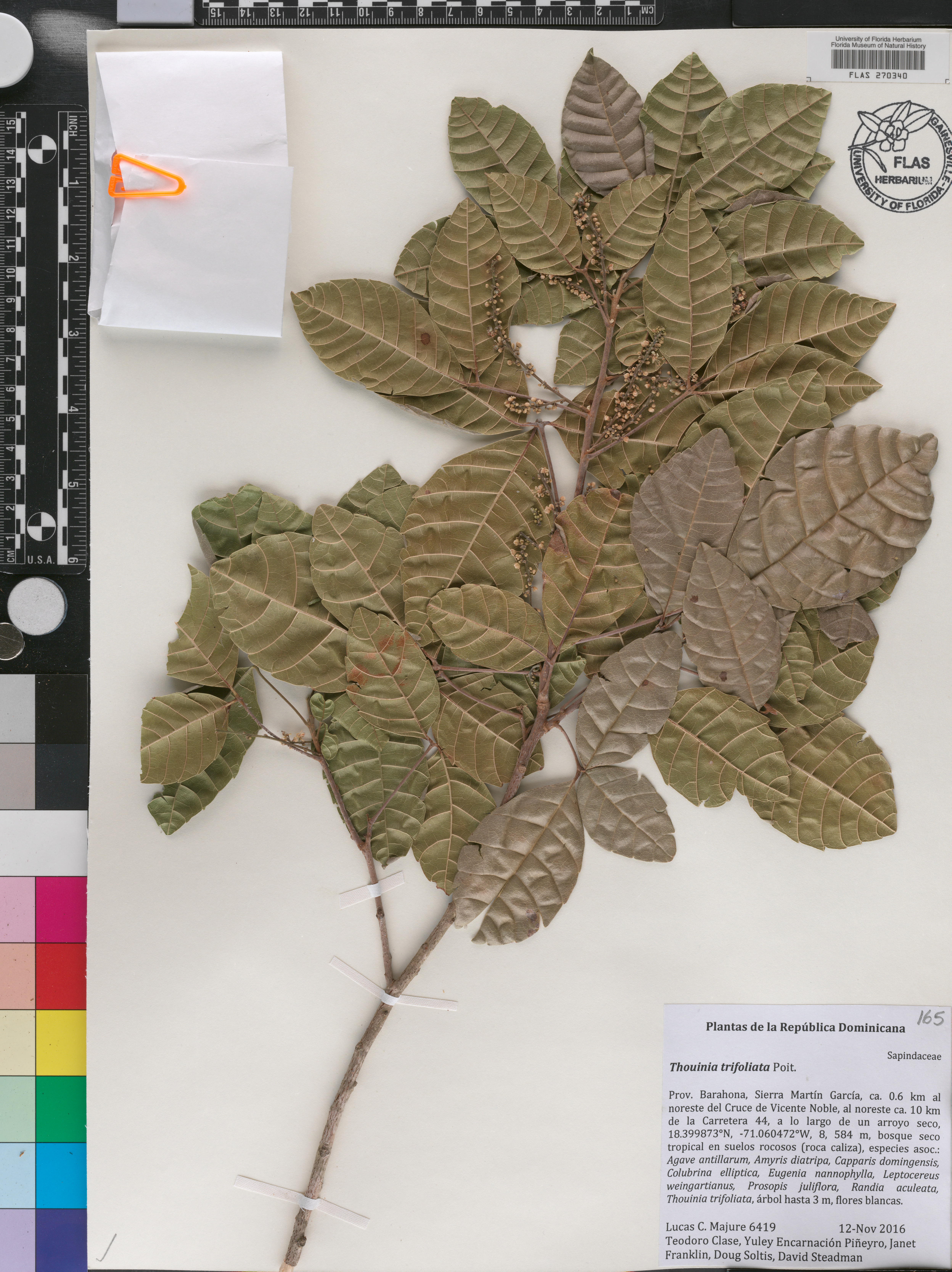 Thouinia trifoliata image