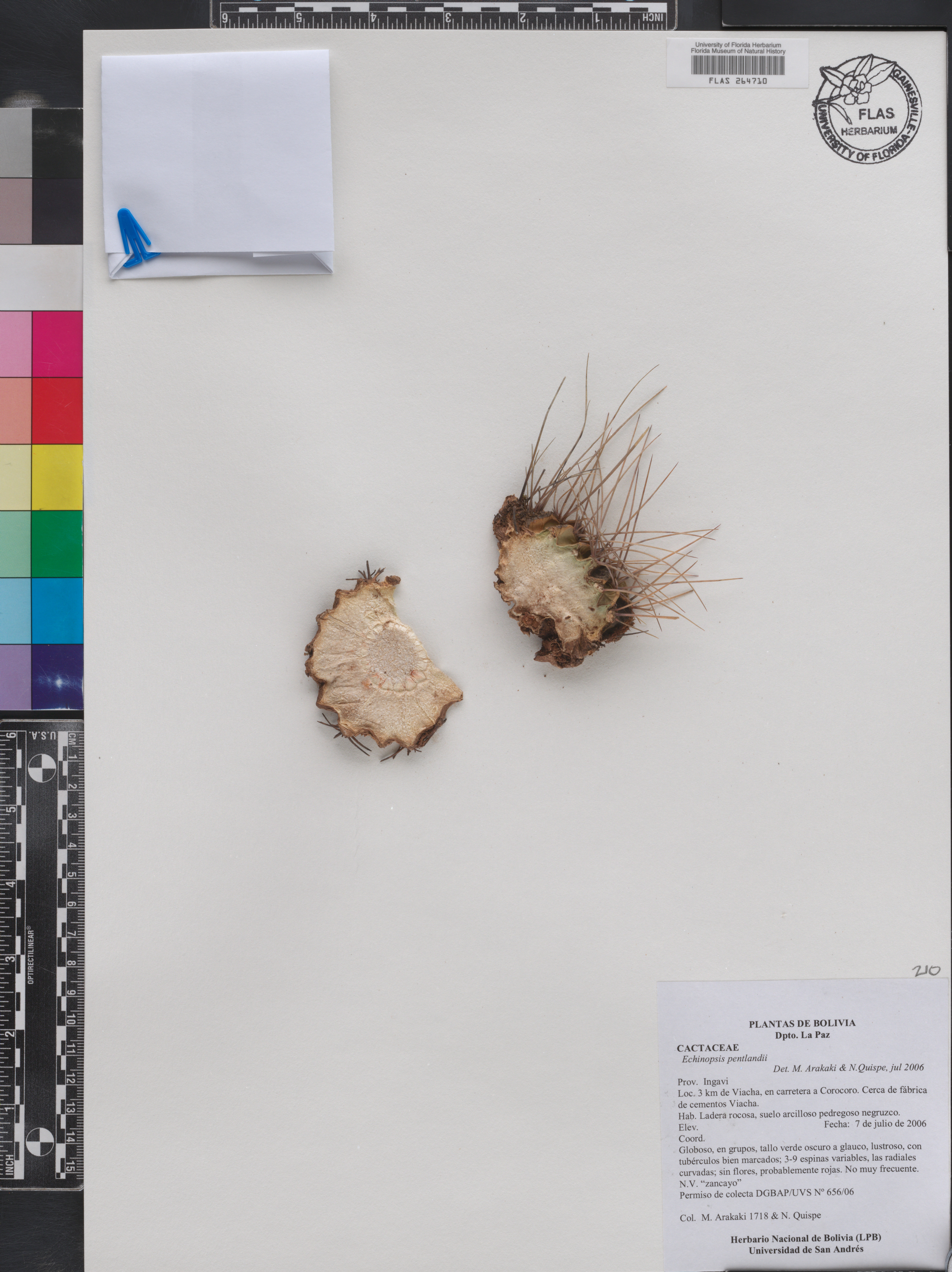 Echinopsis pentlandii image
