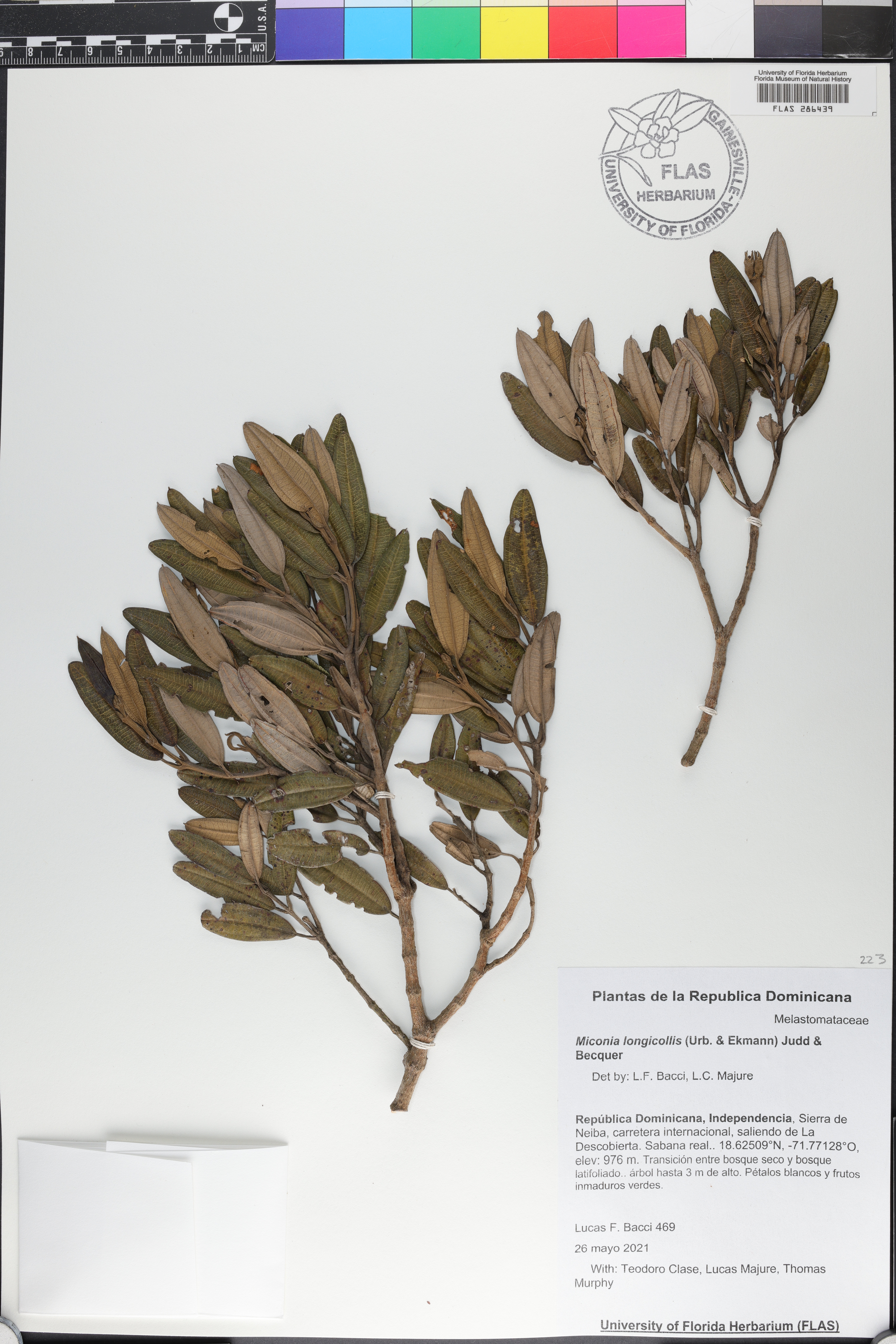 Miconia longicollis image