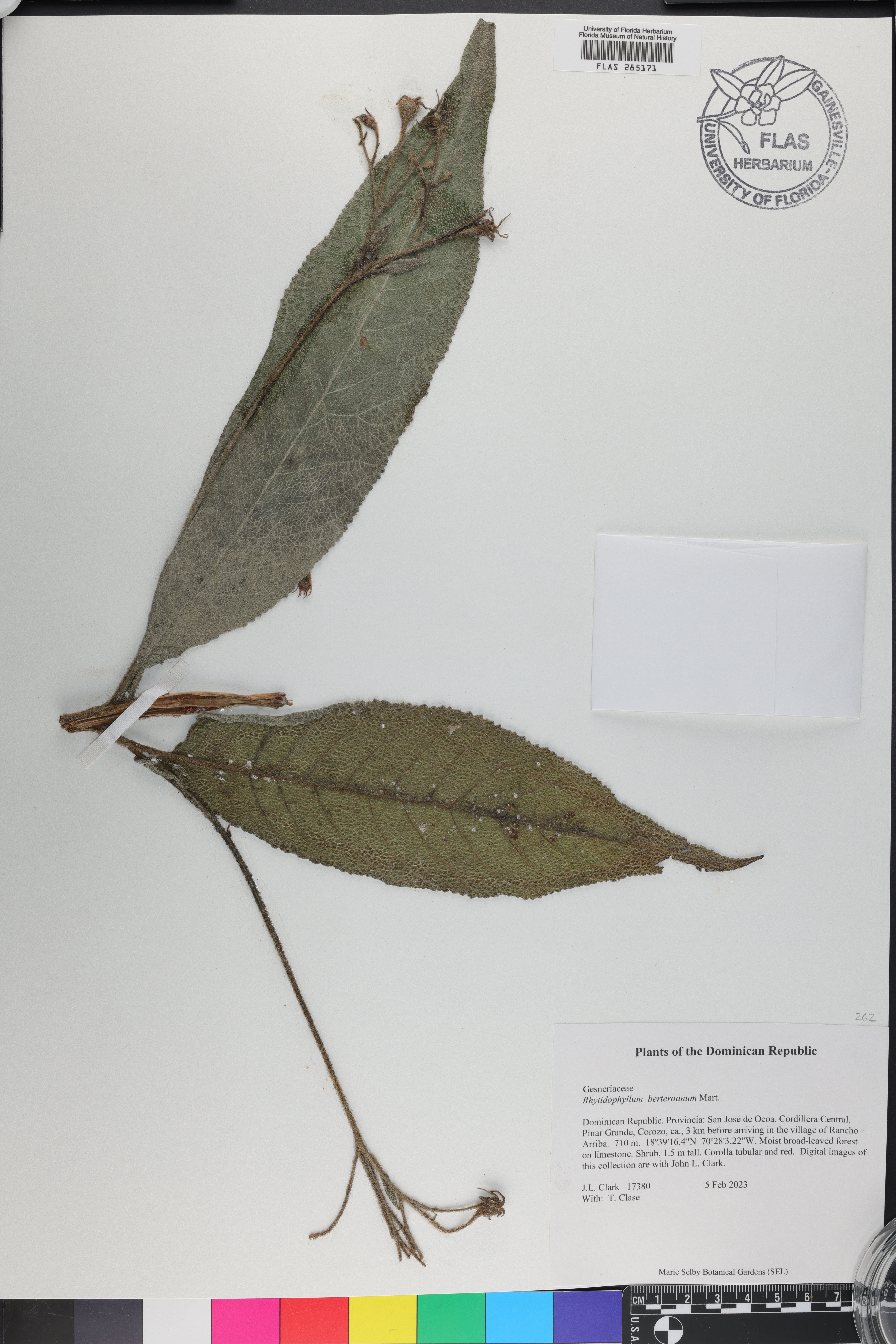 Rhytidophyllum berteroanum image