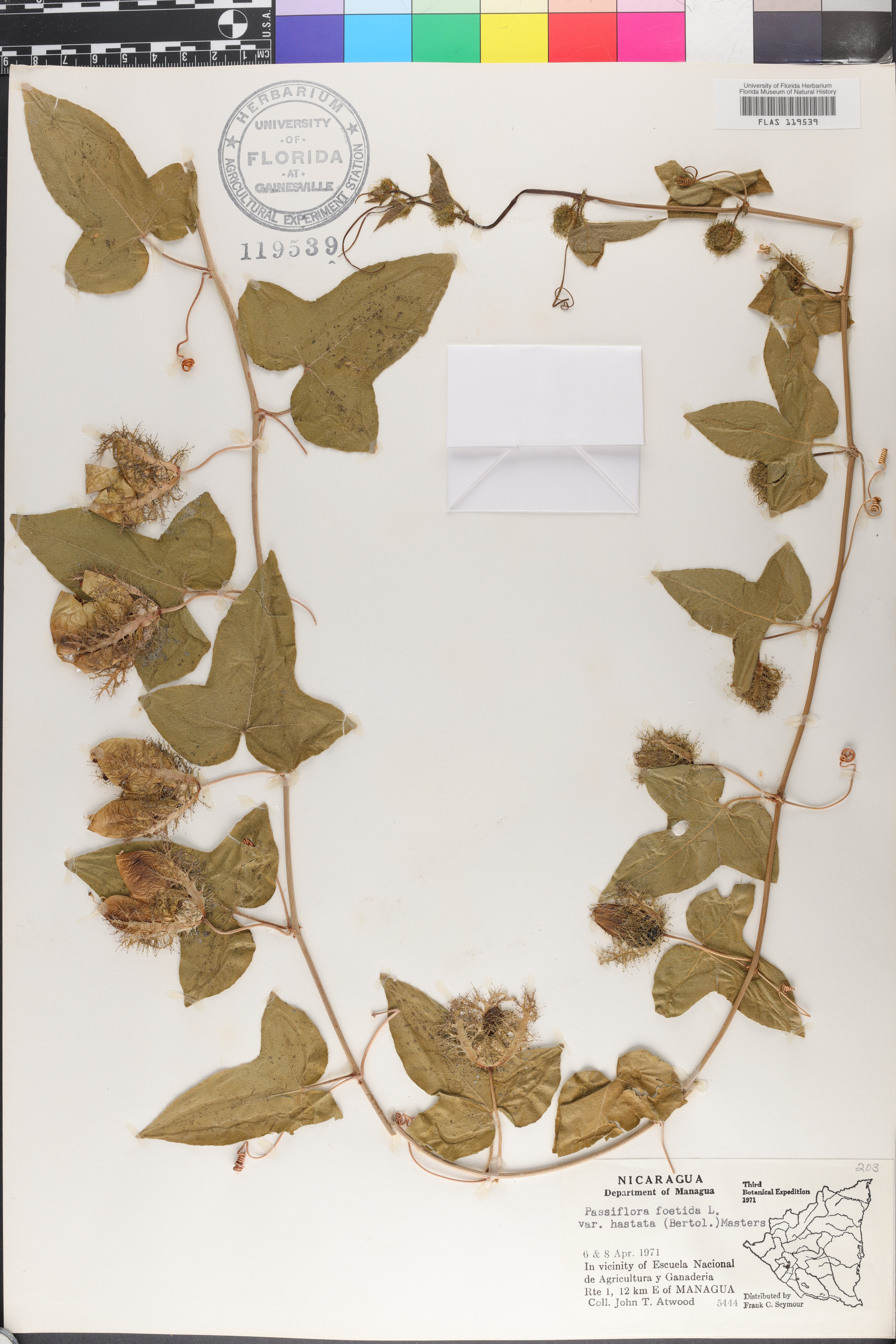 Passiflora foetida var. hastata image